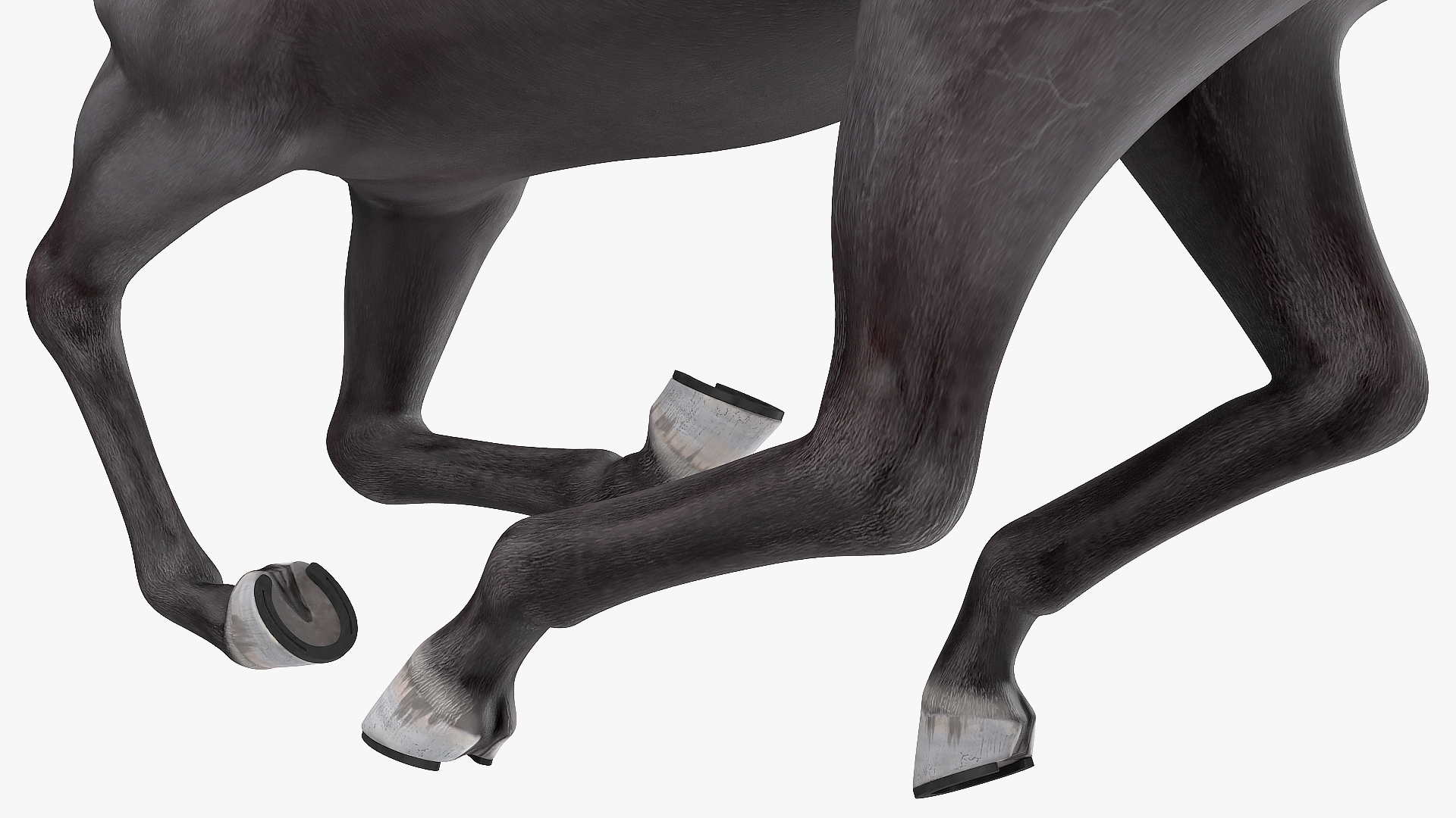 3D Gallop Black Horse model