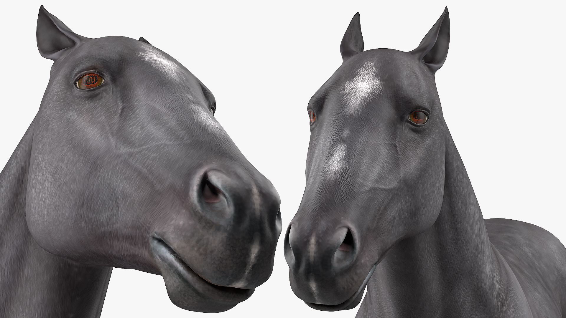 3D Gallop Black Horse model