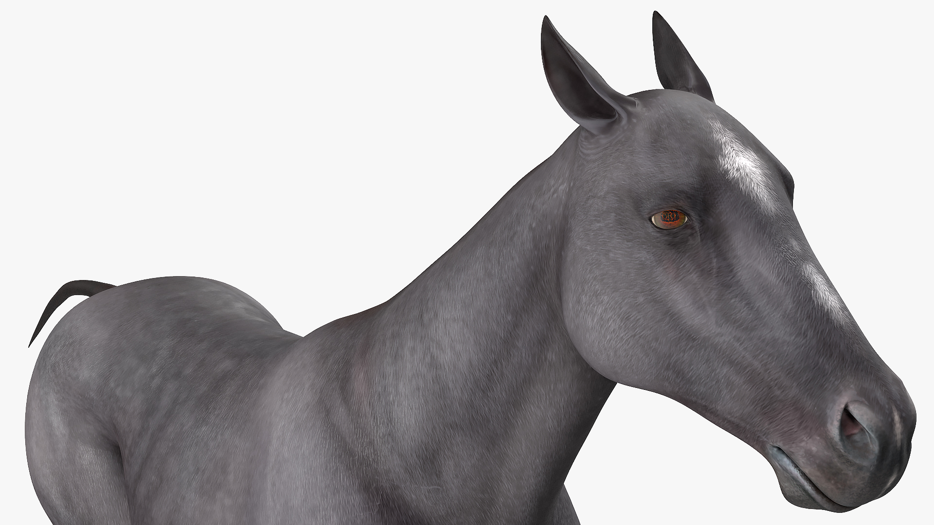 3D Gallop Black Horse model