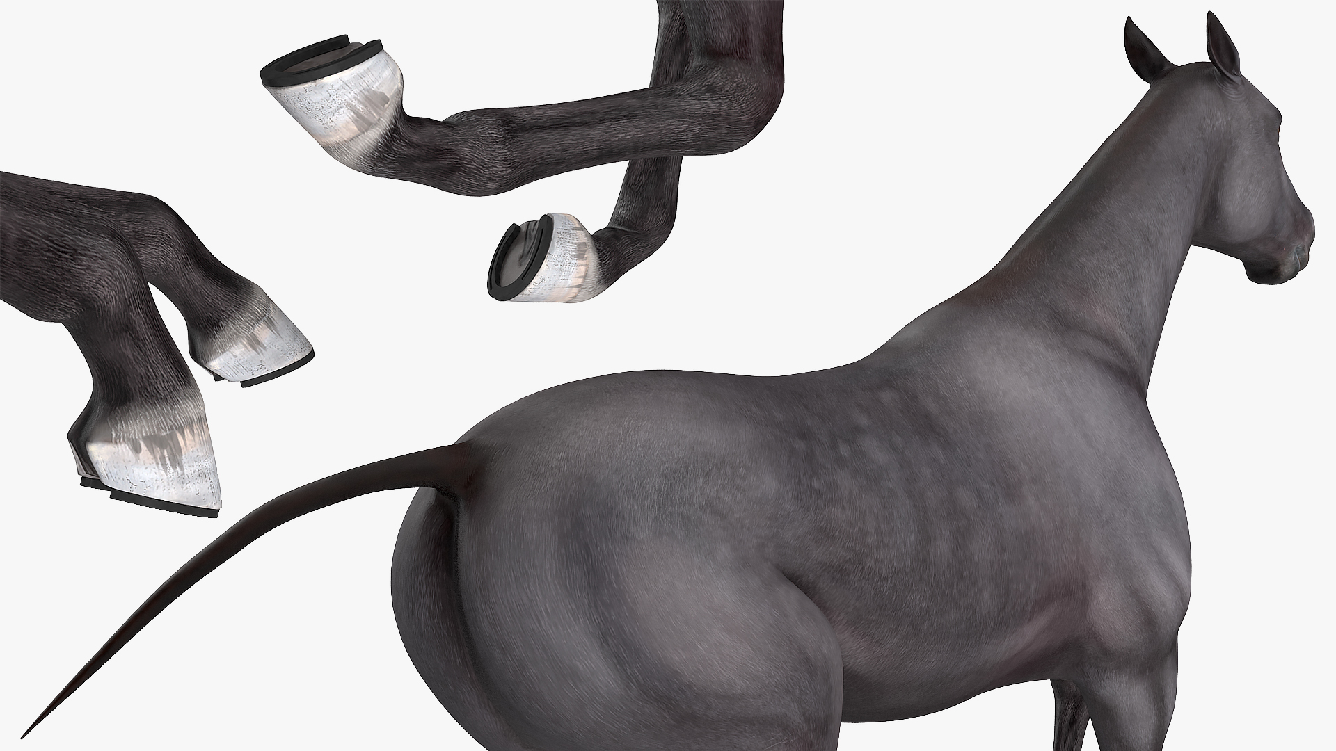 3D Gallop Black Horse model