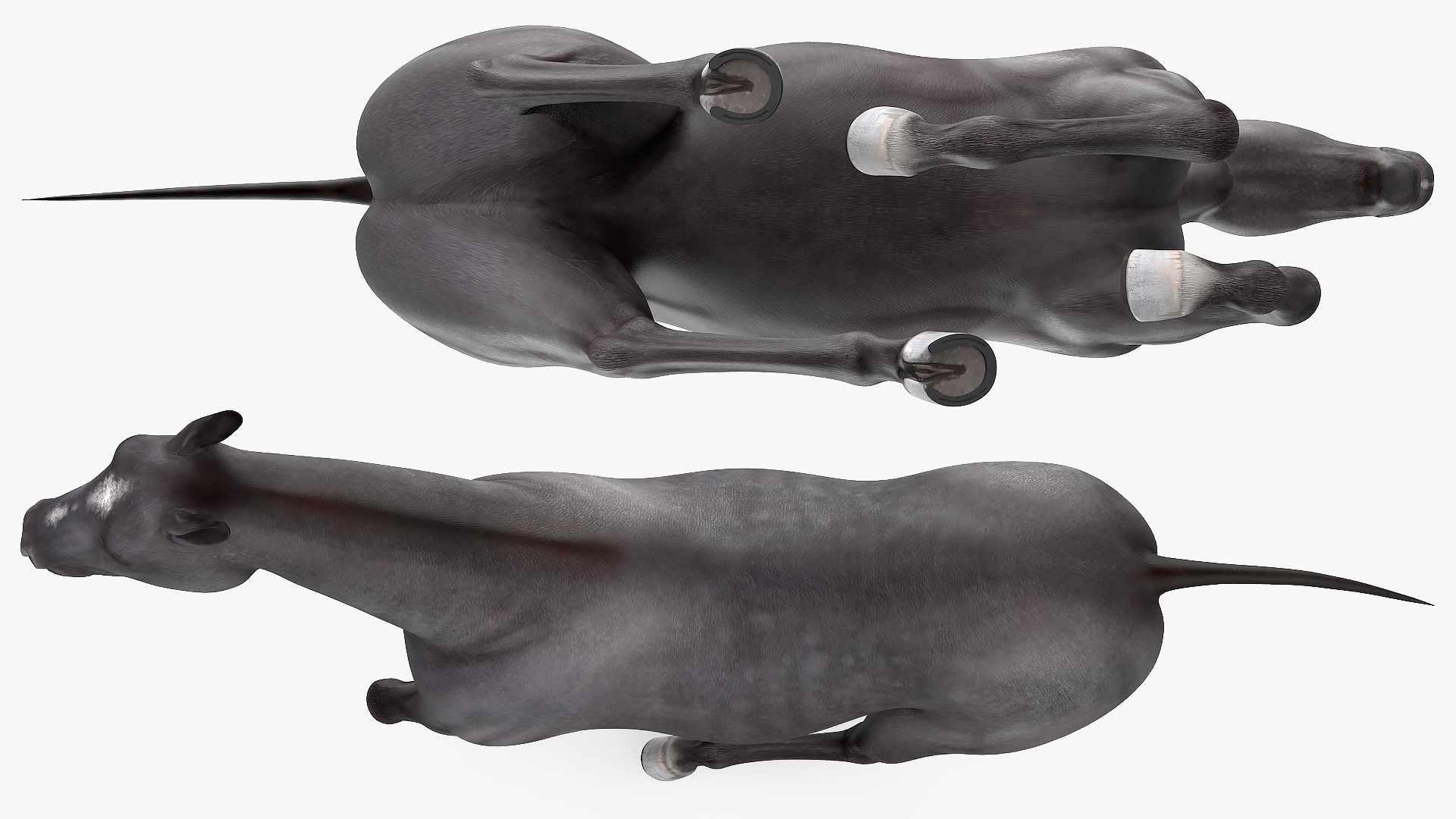 3D Gallop Black Horse model