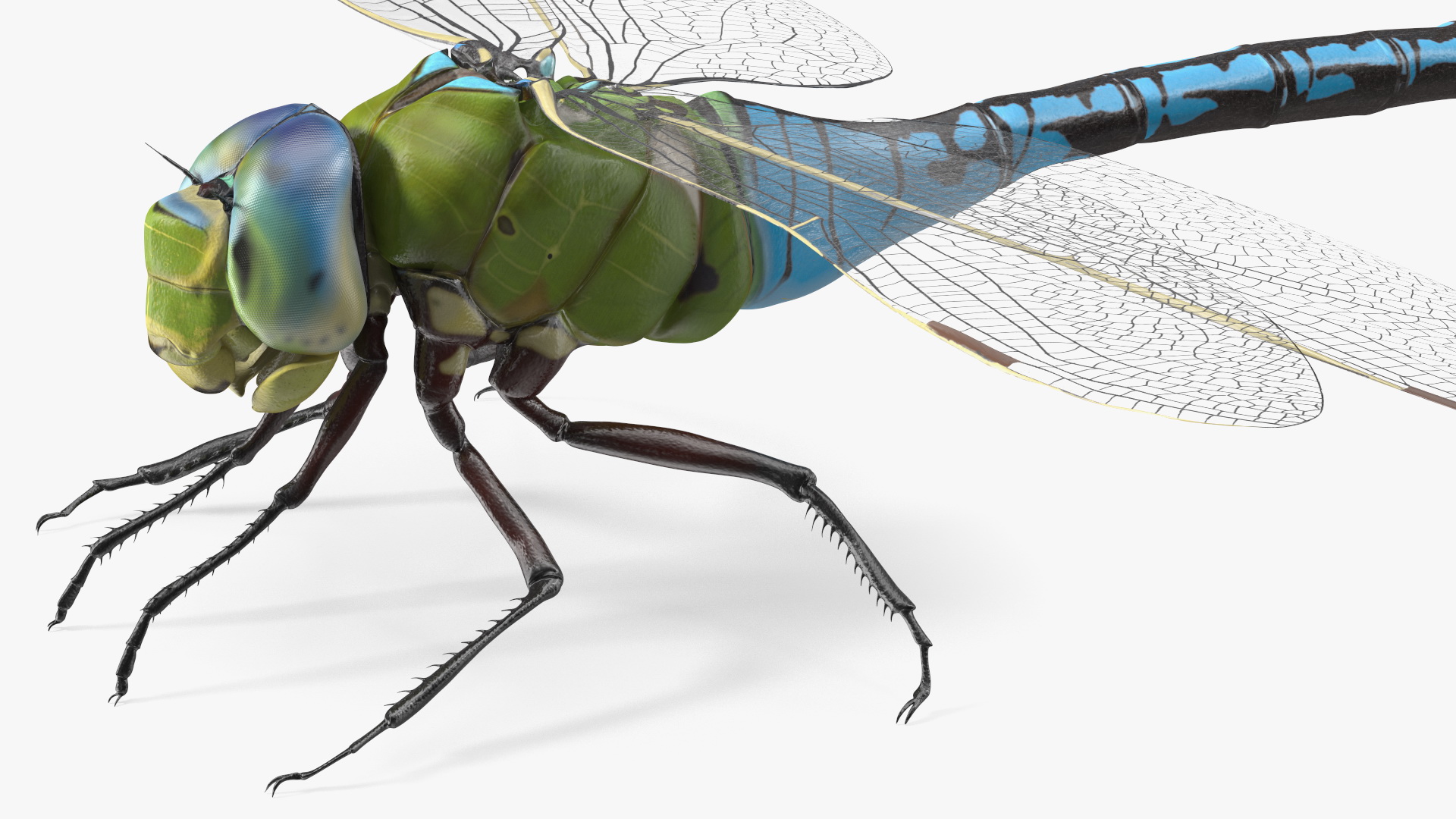 Dragonfly 3D model