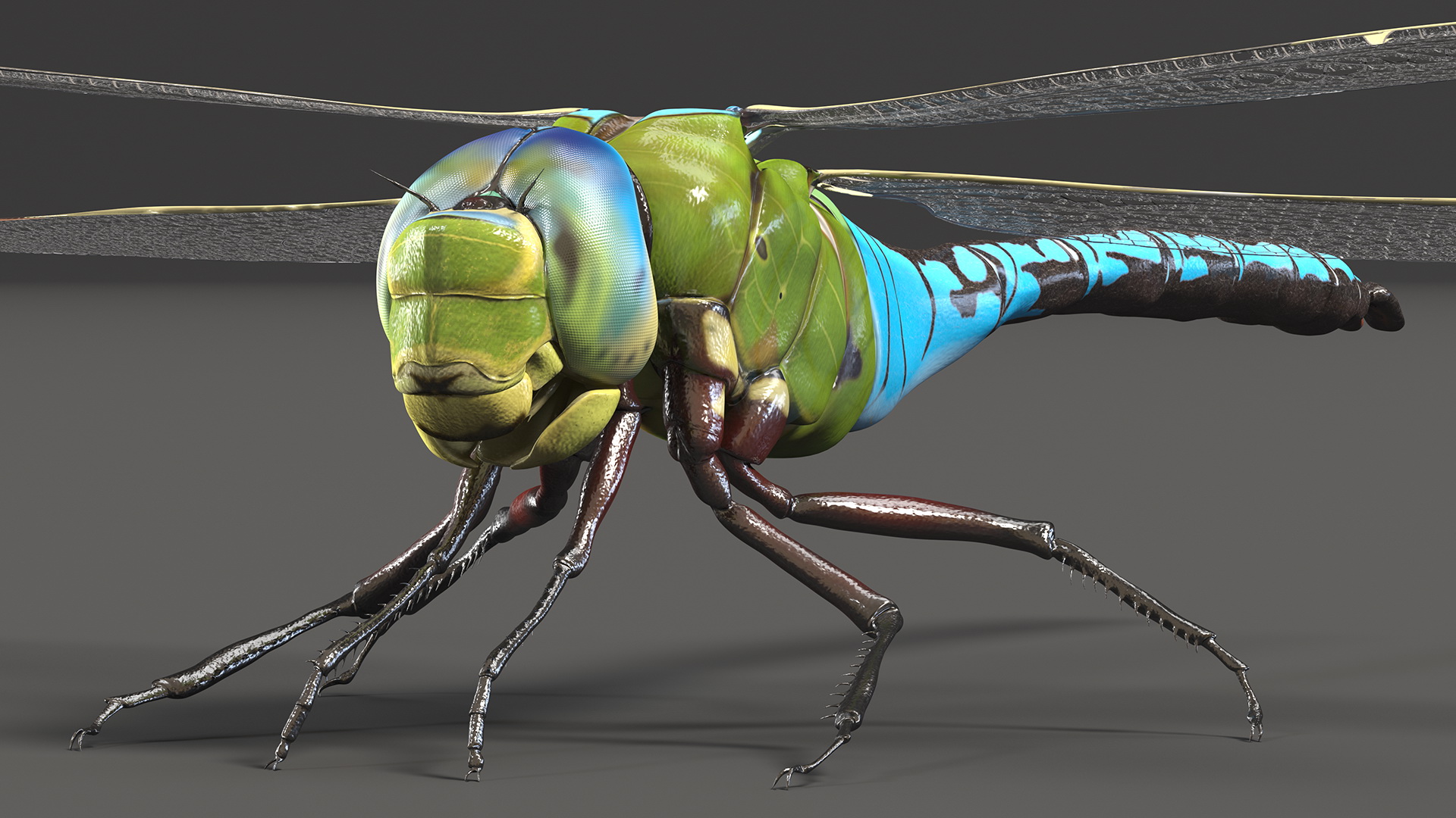 Dragonfly 3D model
