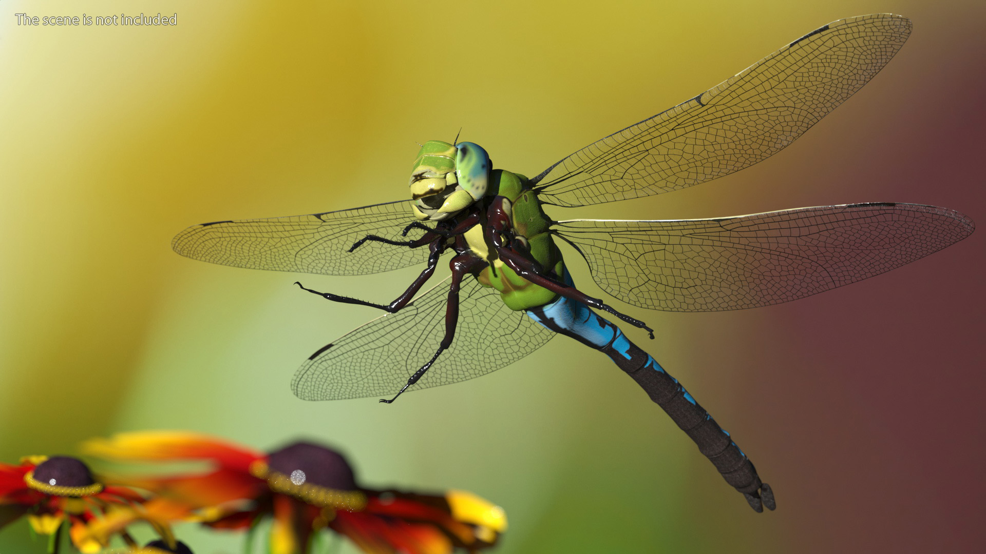 Dragonfly 3D model