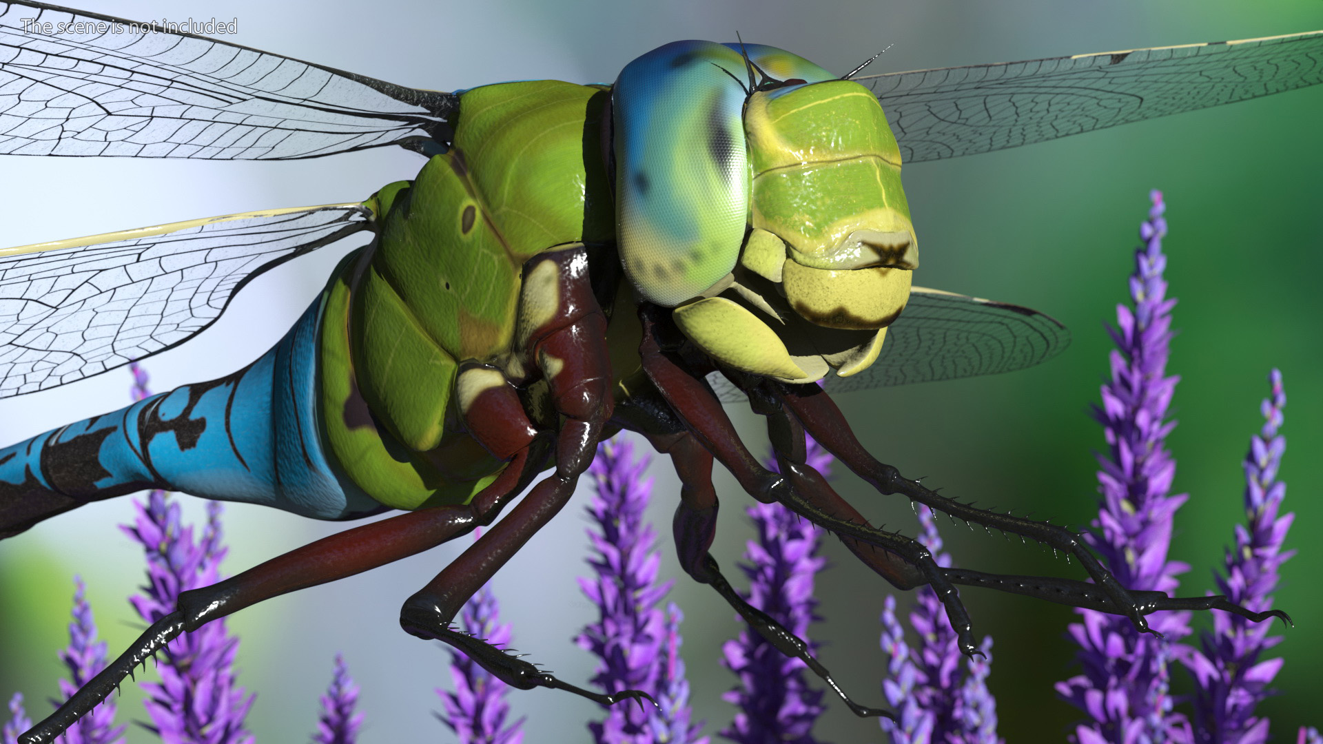Dragonfly 3D model