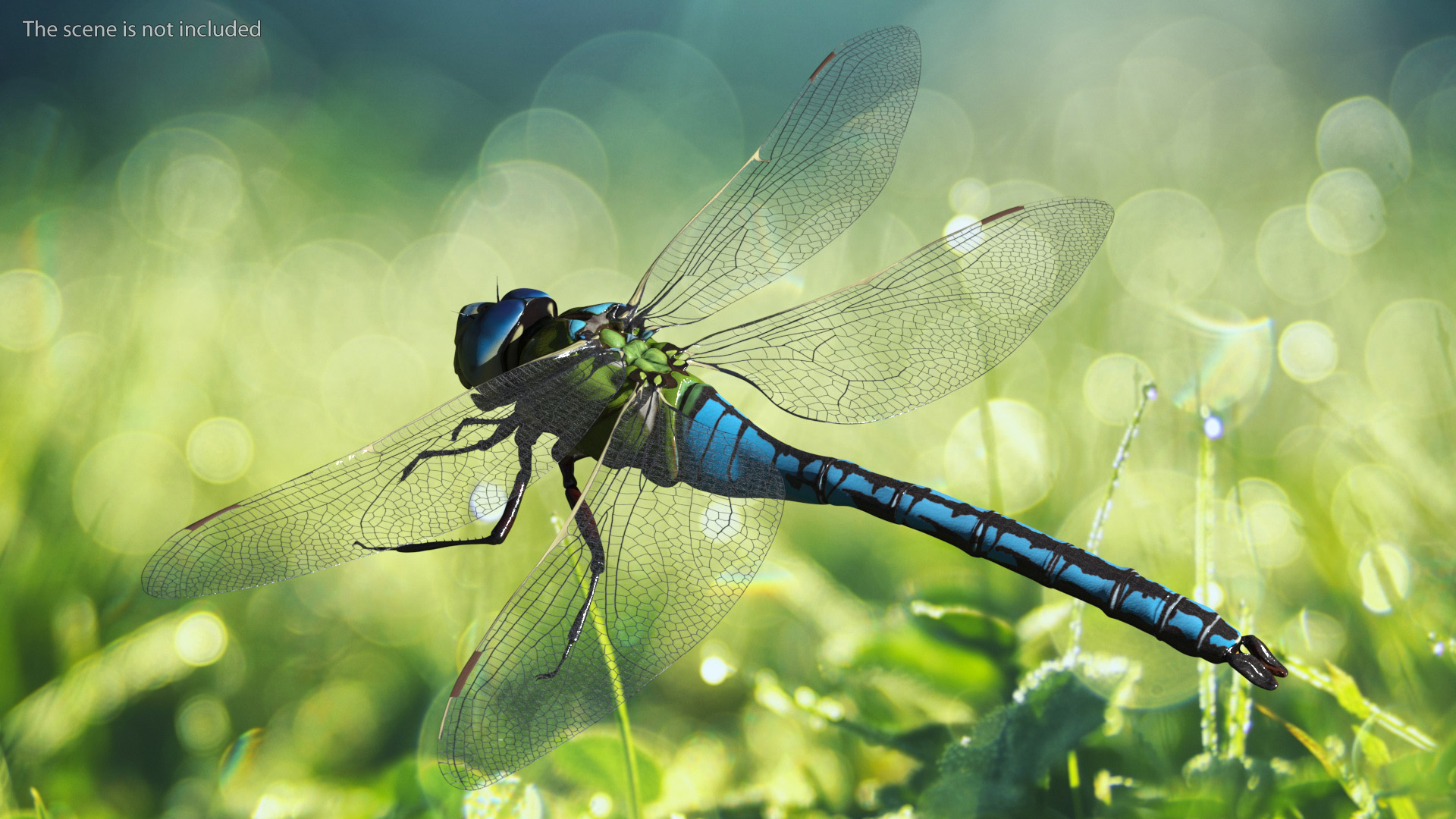 Dragonfly 3D model