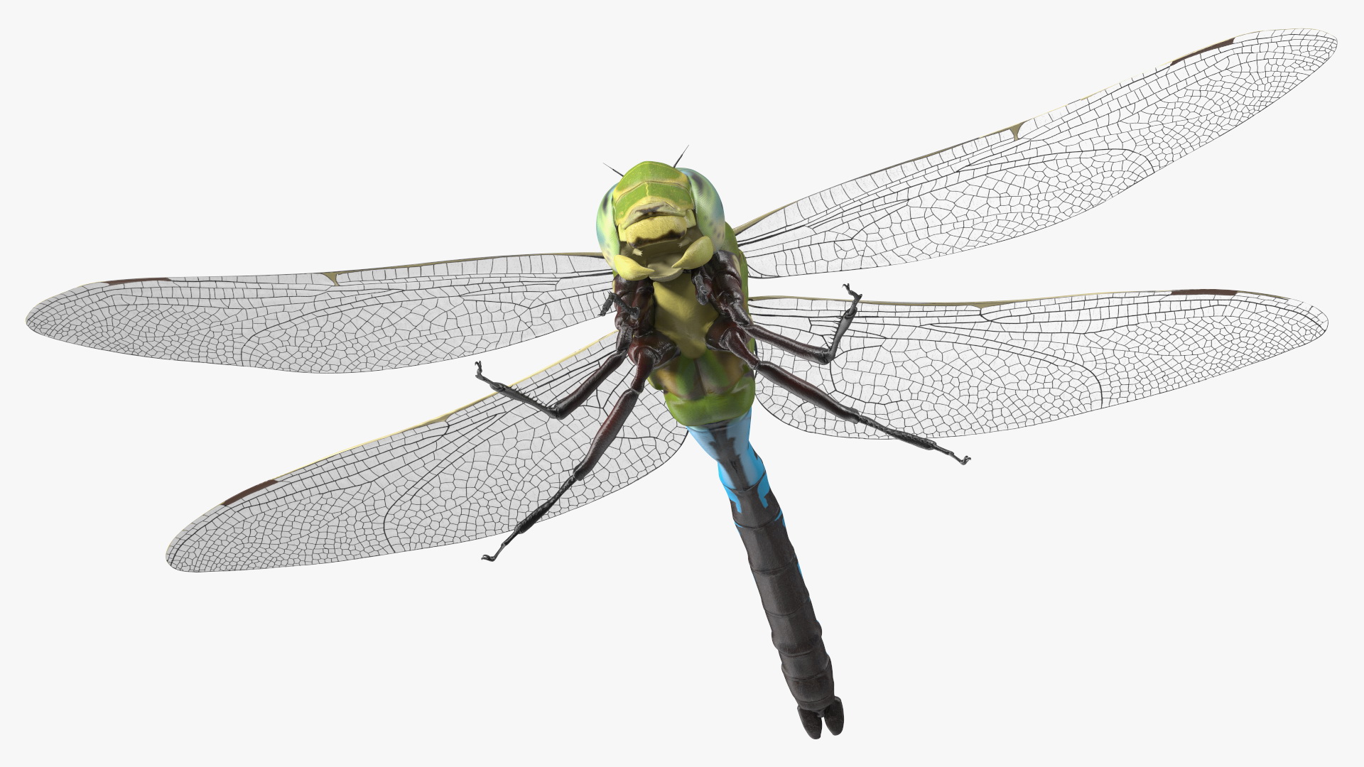 Dragonfly 3D model