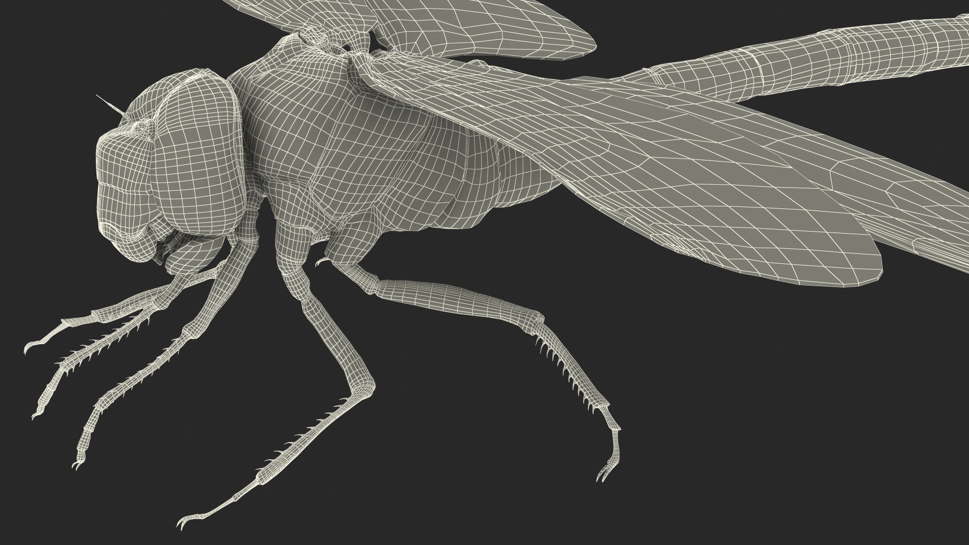 Dragonfly 3D model