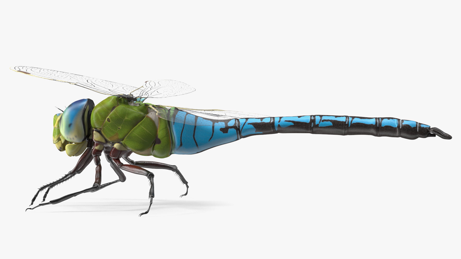 Dragonfly 3D model
