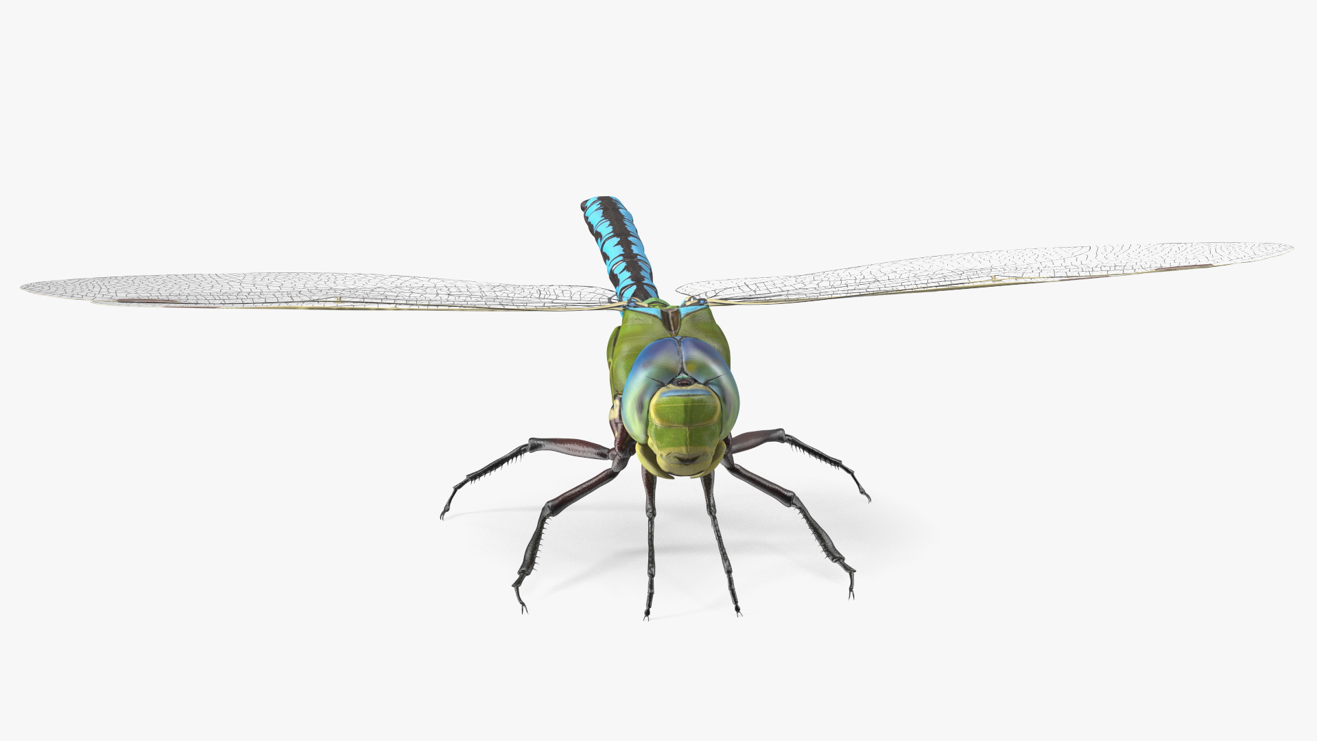Dragonfly 3D model