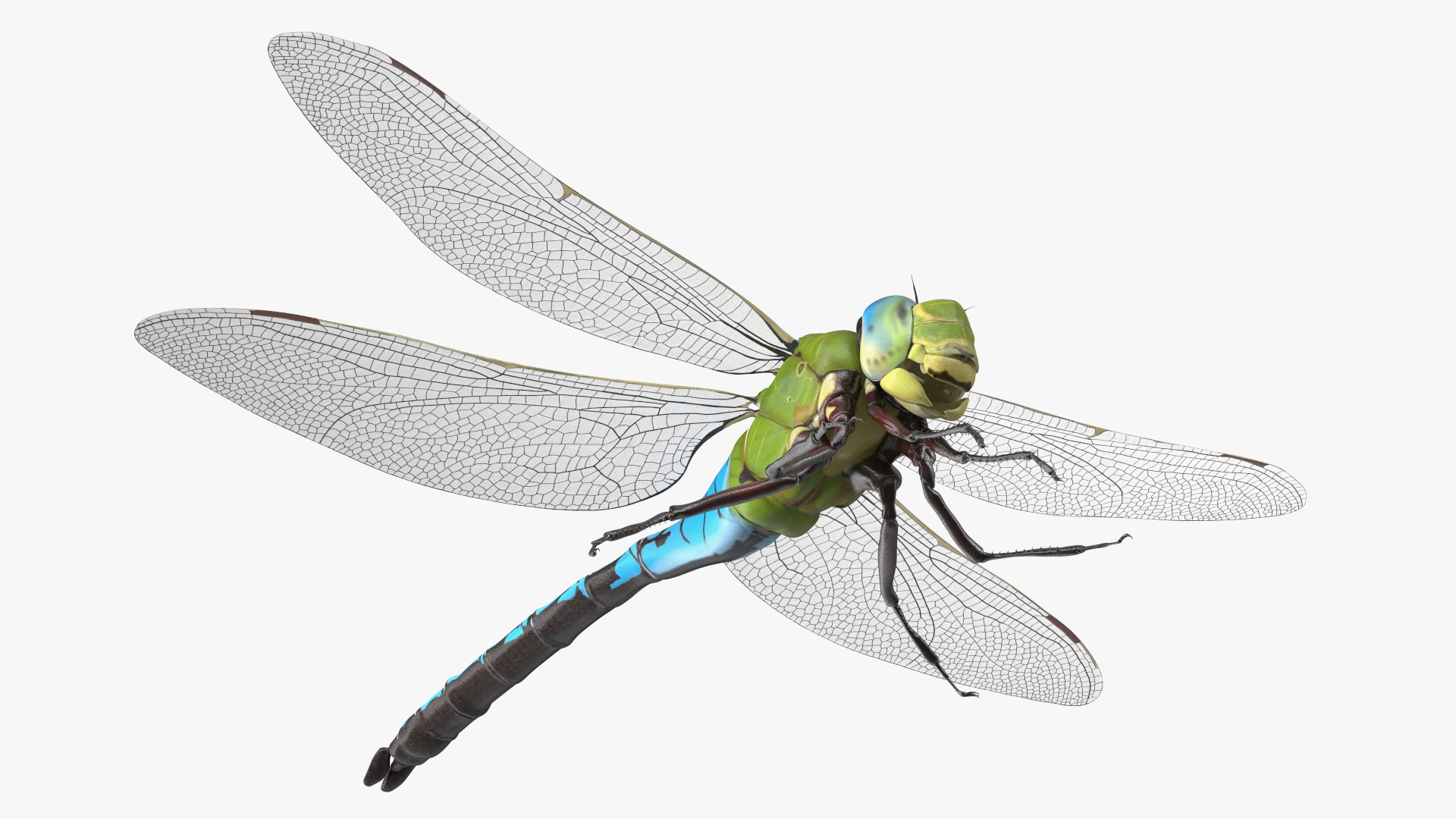 Dragonfly 3D model