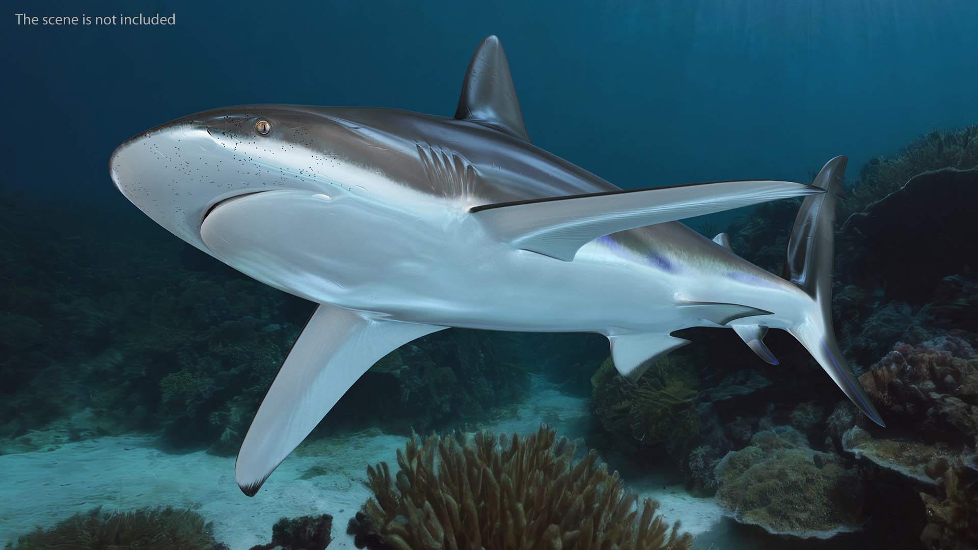 3D Realistic Dusky Shark