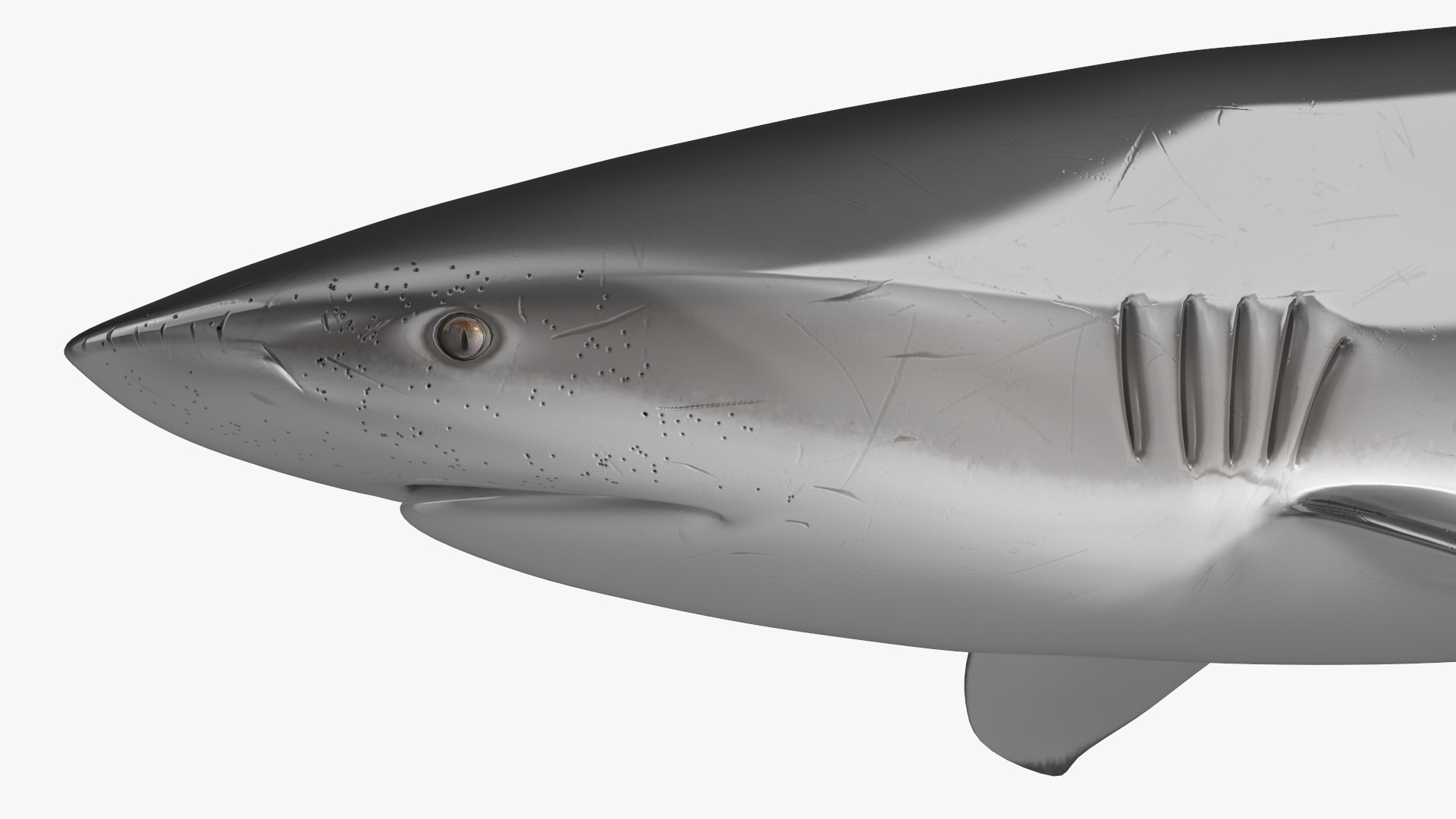 3D Realistic Dusky Shark