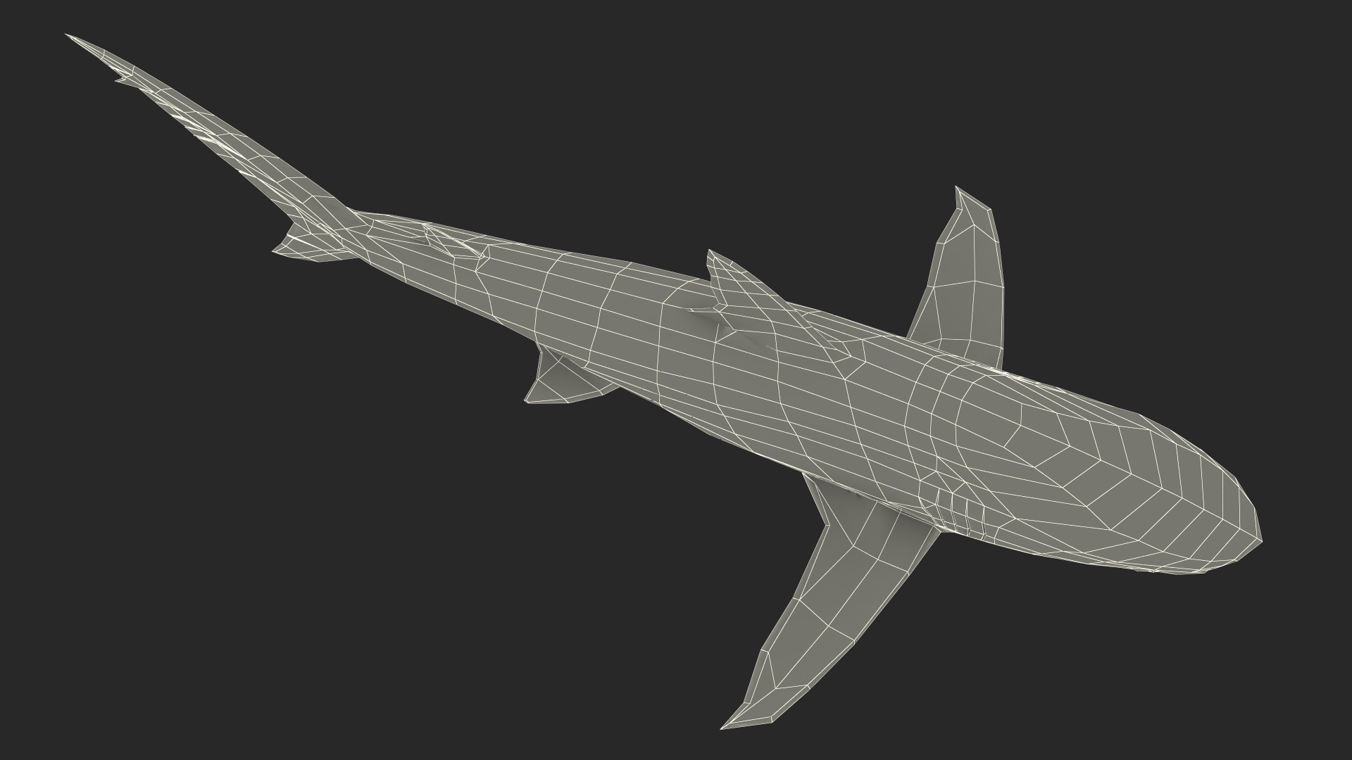3D Realistic Dusky Shark