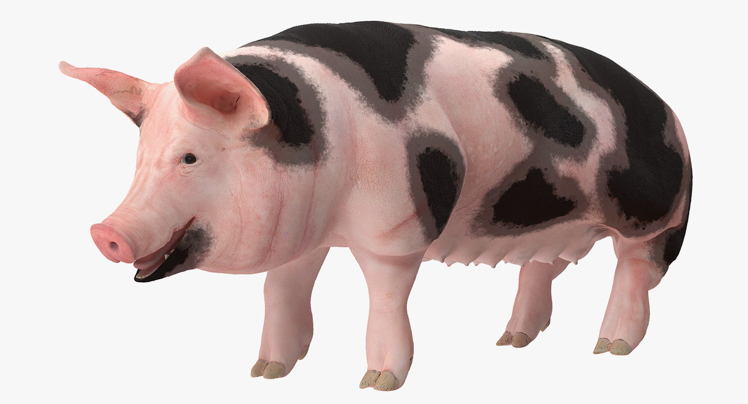 3D Pig Sow Peitrain Rigged model