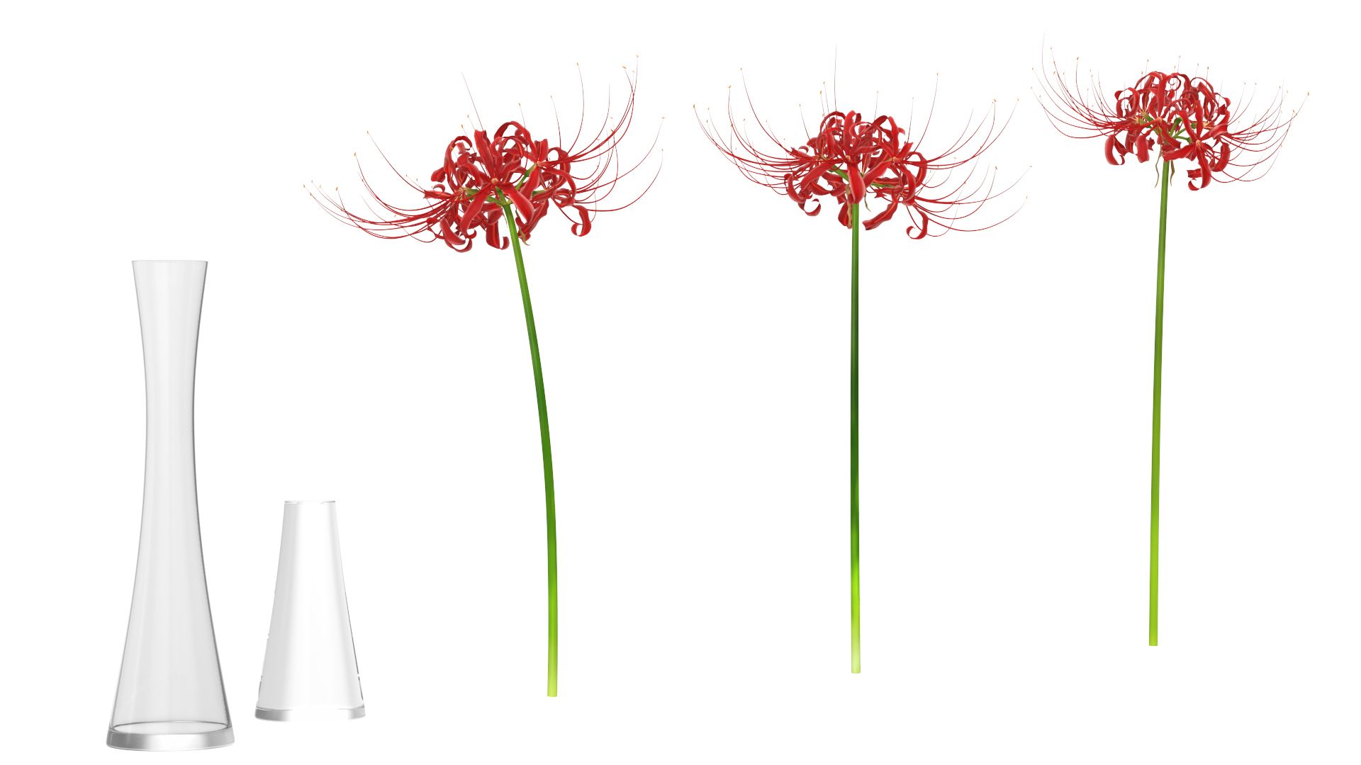 3D Bouquet of Spider Lilies in Glass Vase model