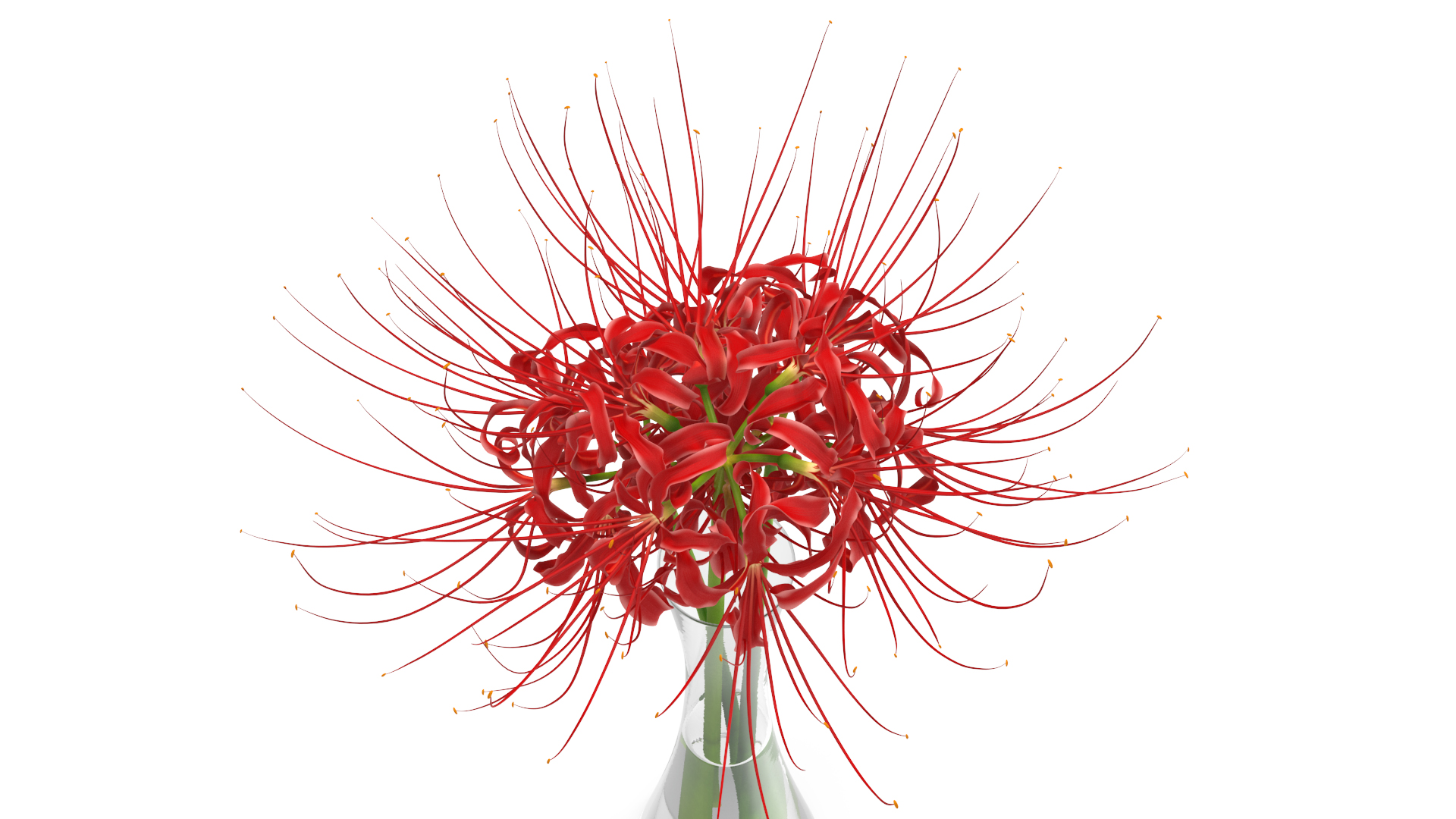 3D Bouquet of Spider Lilies in Glass Vase model