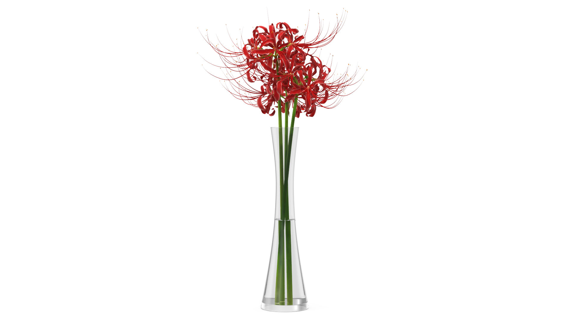 3D Bouquet of Spider Lilies in Glass Vase model