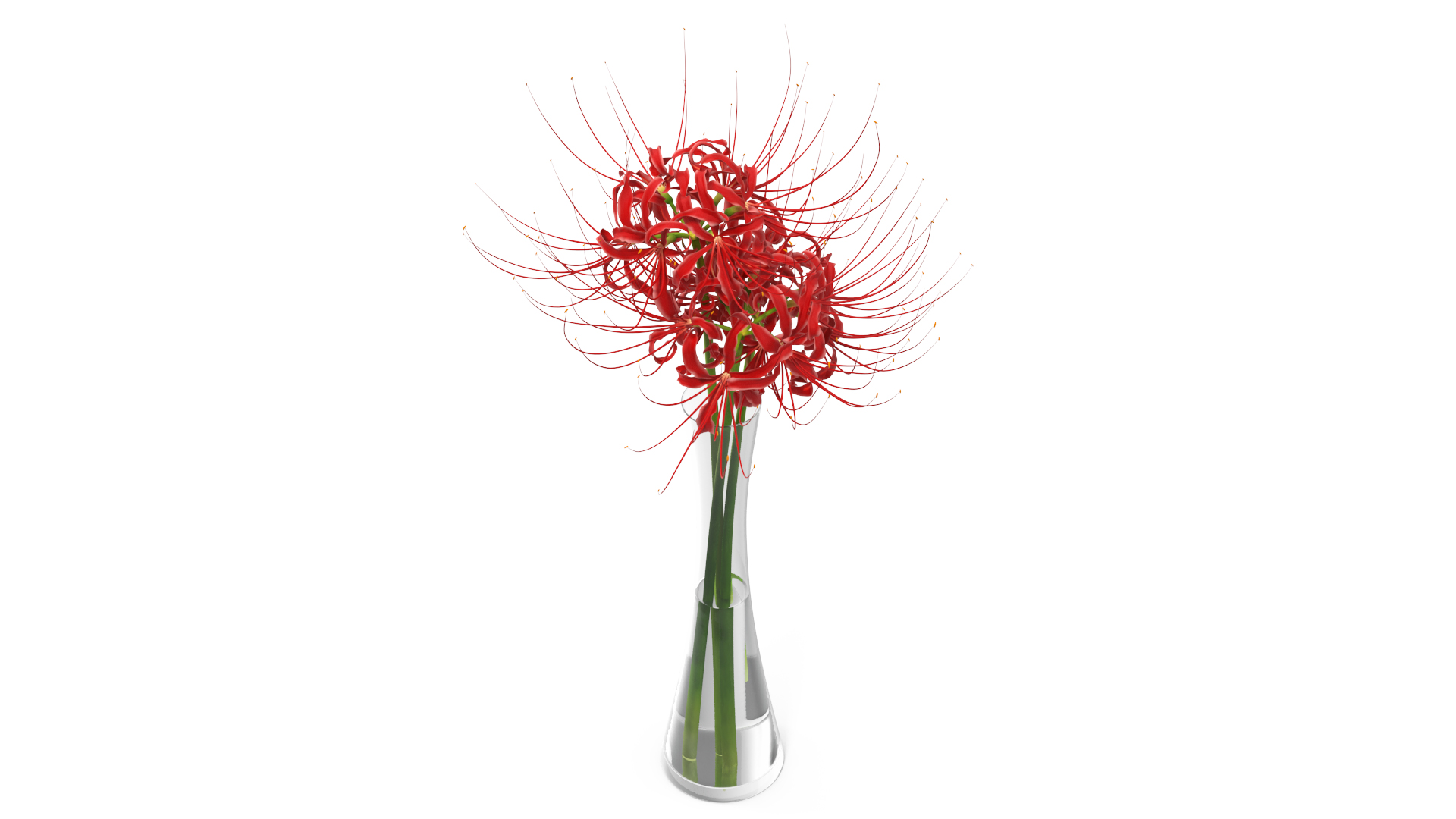 3D Bouquet of Spider Lilies in Glass Vase model