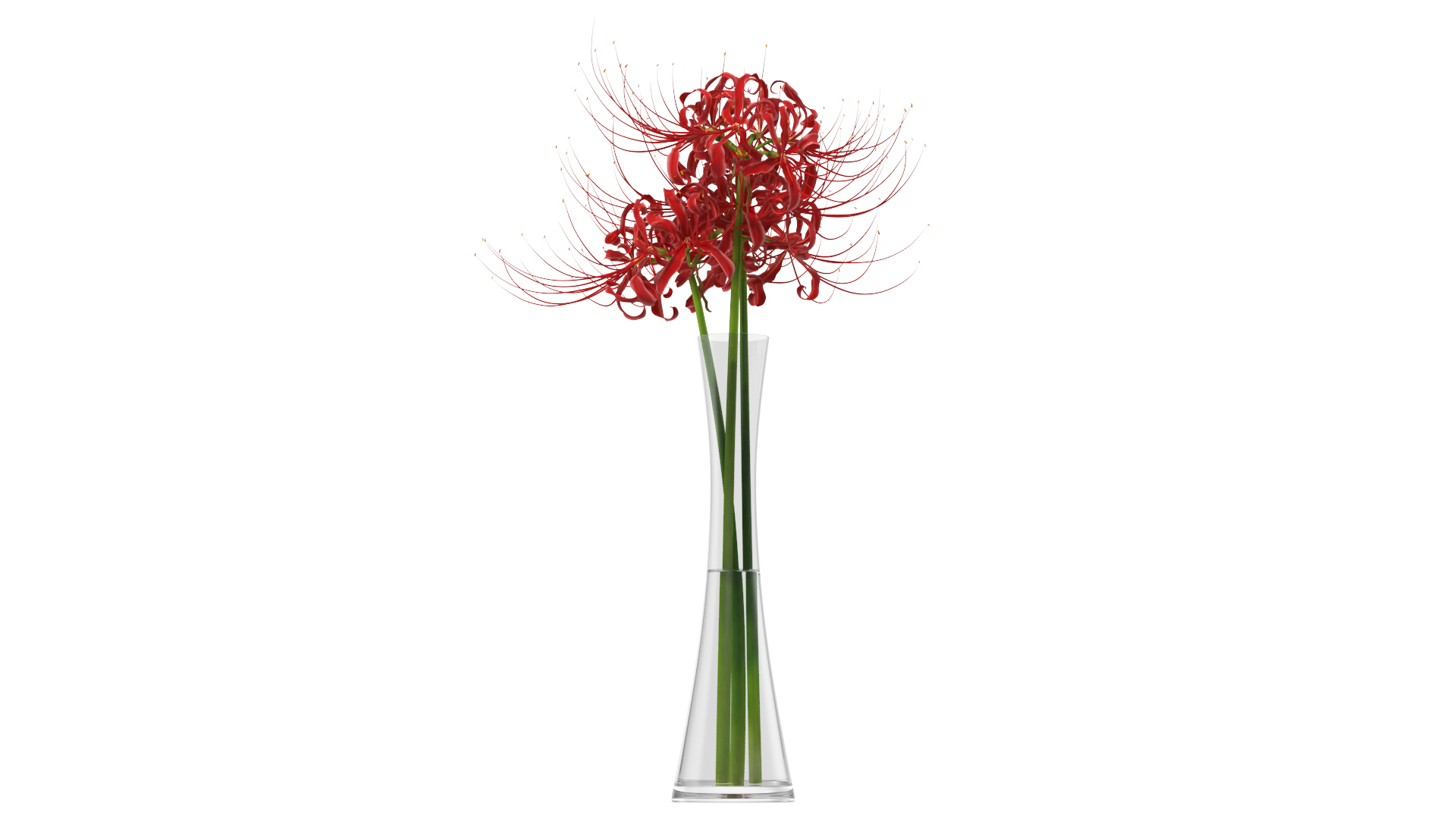 3D Bouquet of Spider Lilies in Glass Vase model