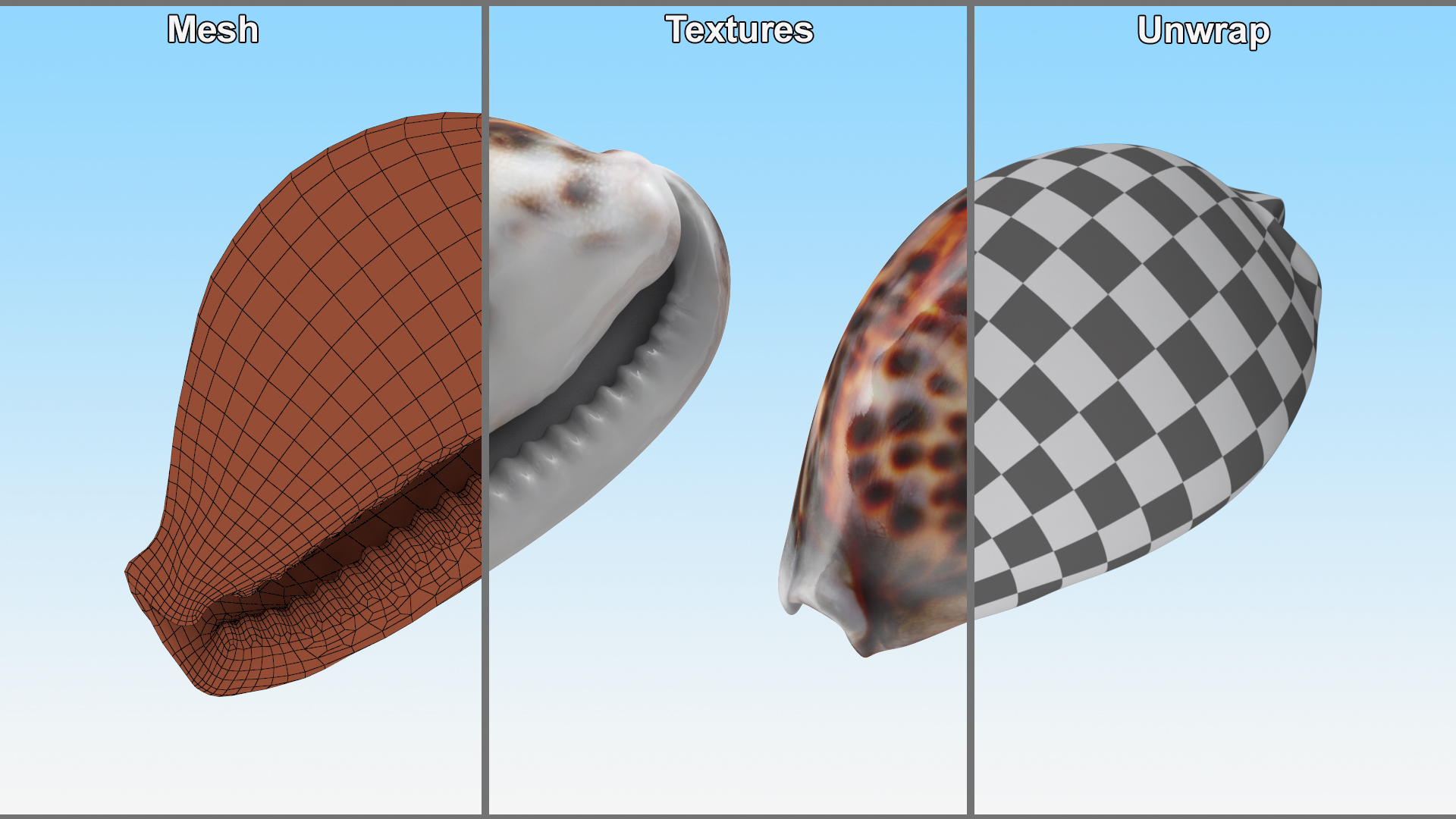 3D Tiger Cowrie Shell model