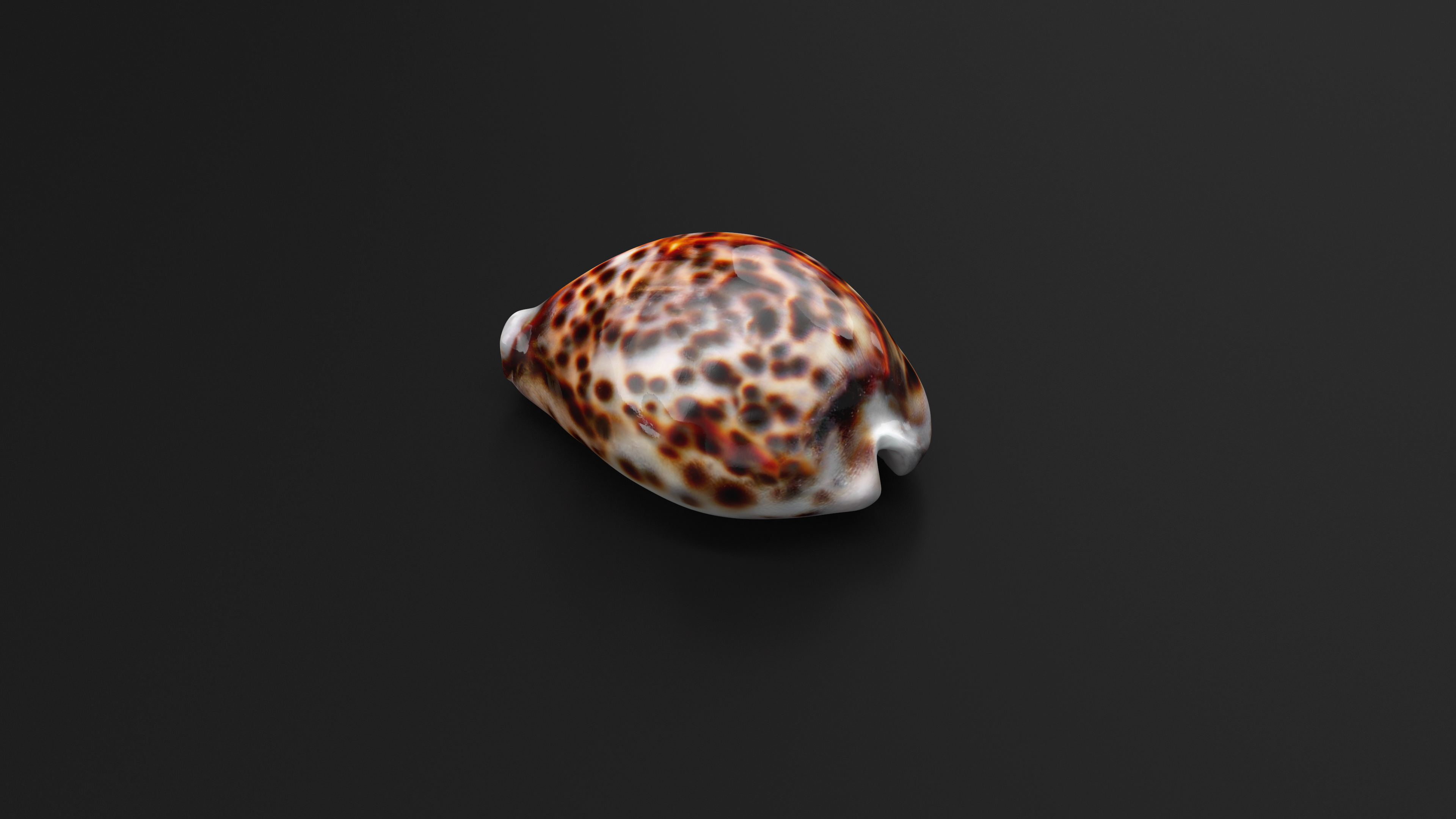 3D Tiger Cowrie Shell model