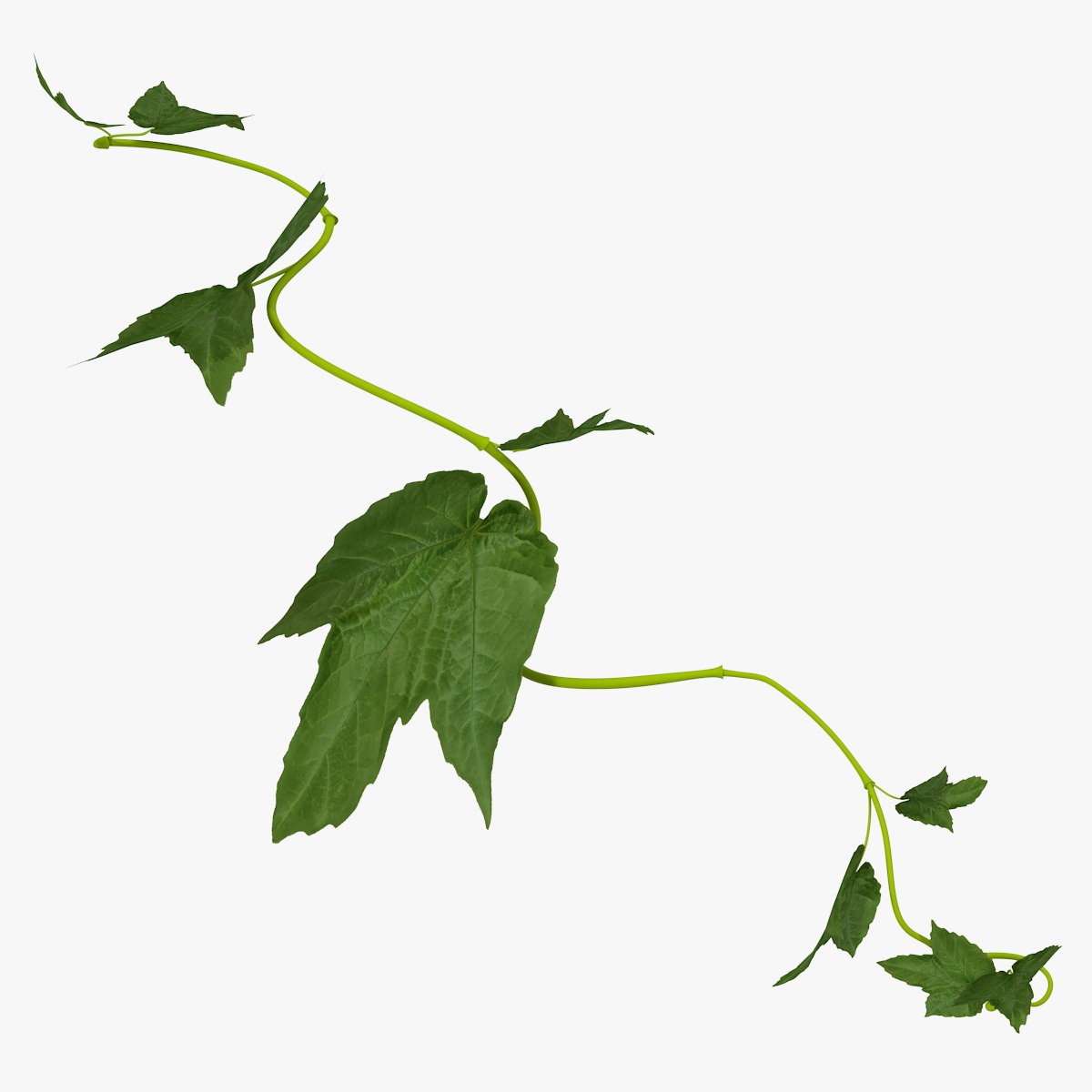 Grape Branch