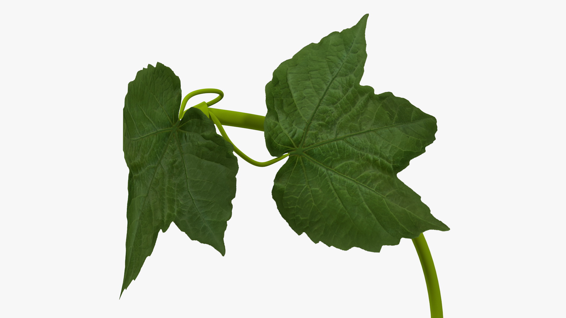 Grape Branch 3D