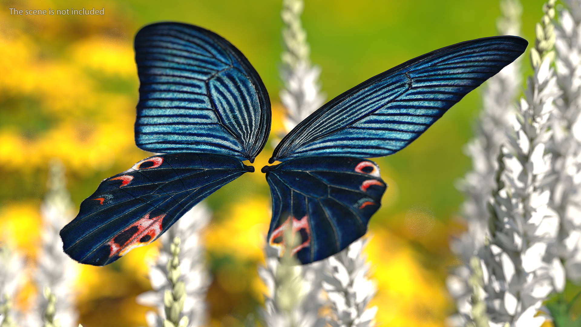 Papilio Protenor Wings Male 3D