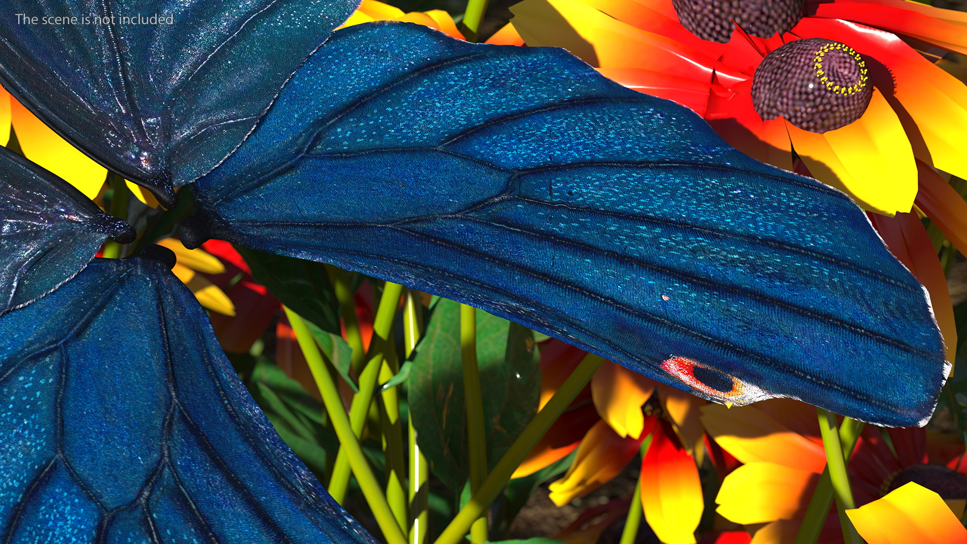 Papilio Protenor Wings Male 3D