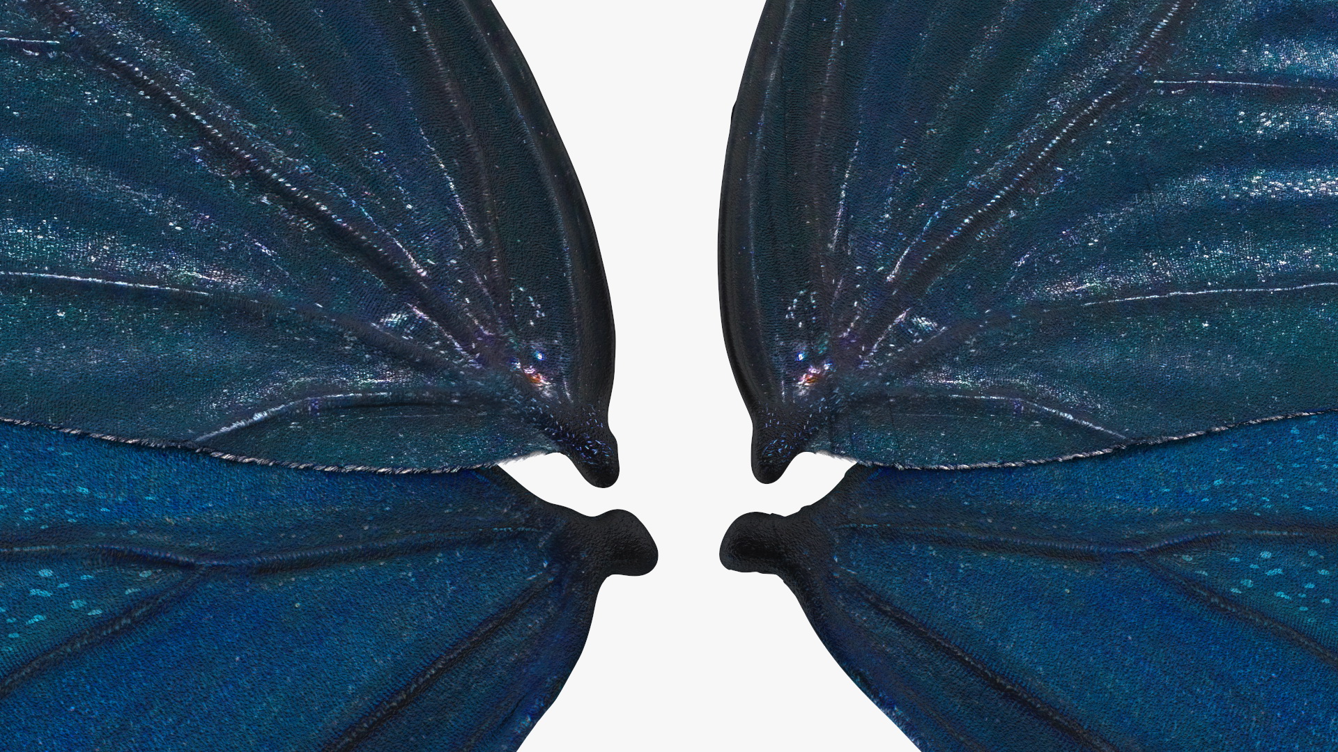 Papilio Protenor Wings Male 3D