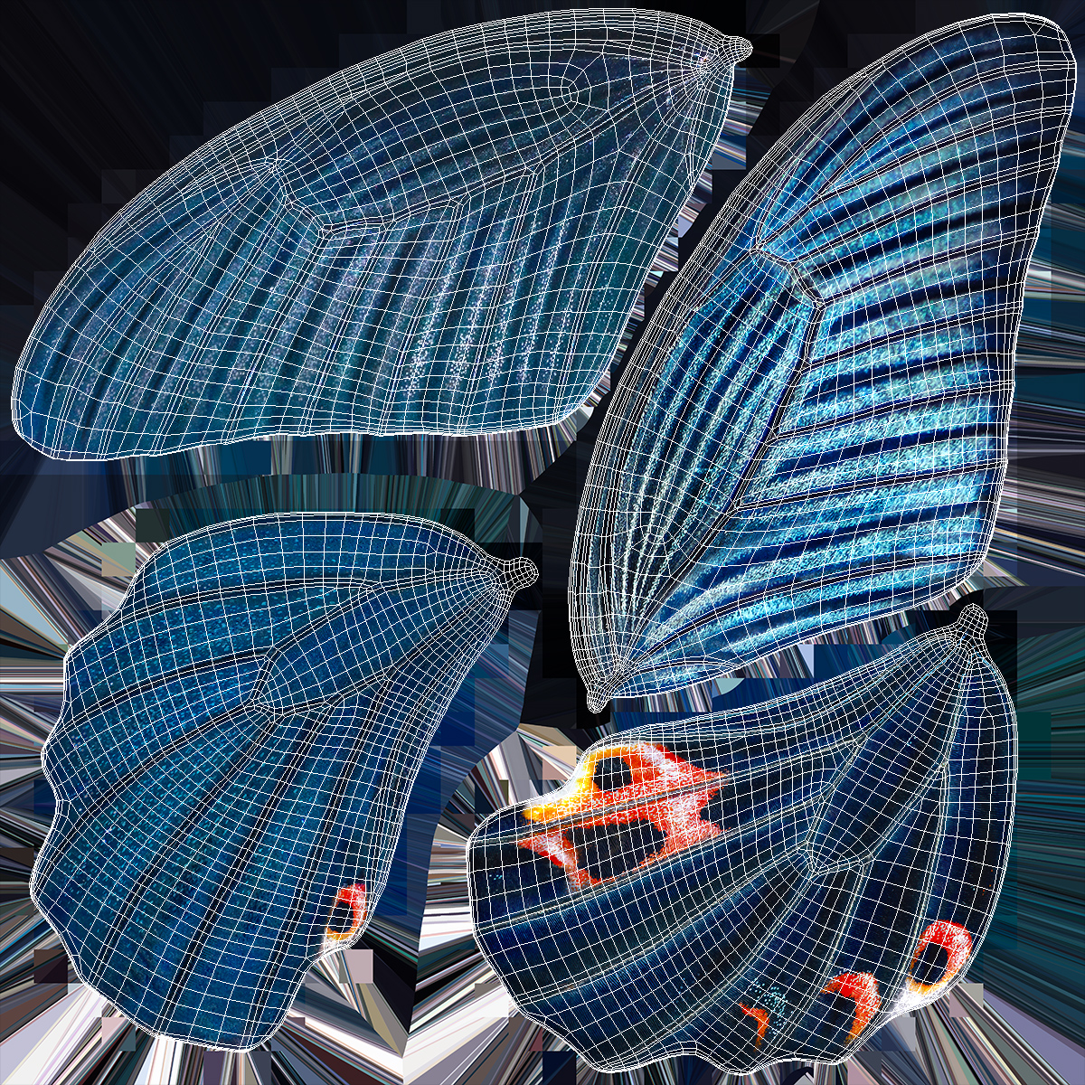 Papilio Protenor Wings Male 3D
