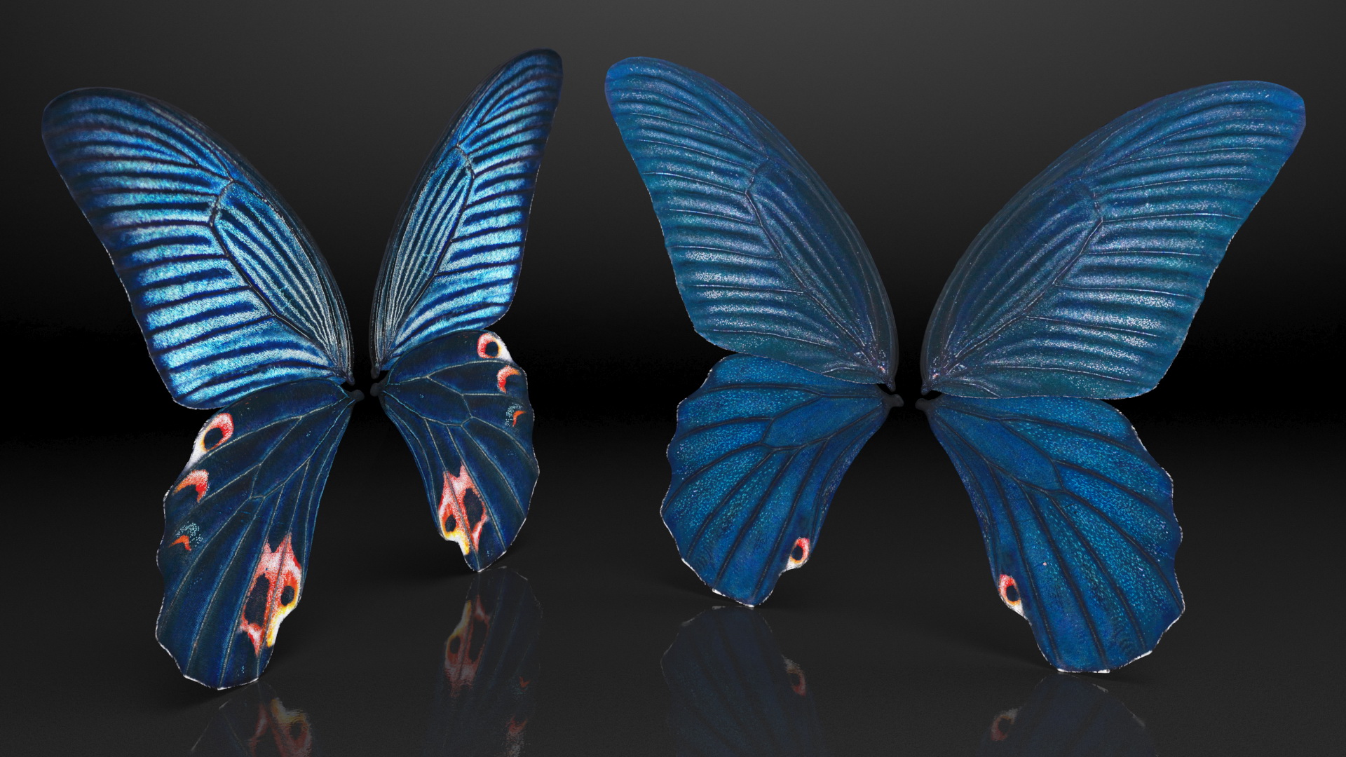 Papilio Protenor Wings Male 3D