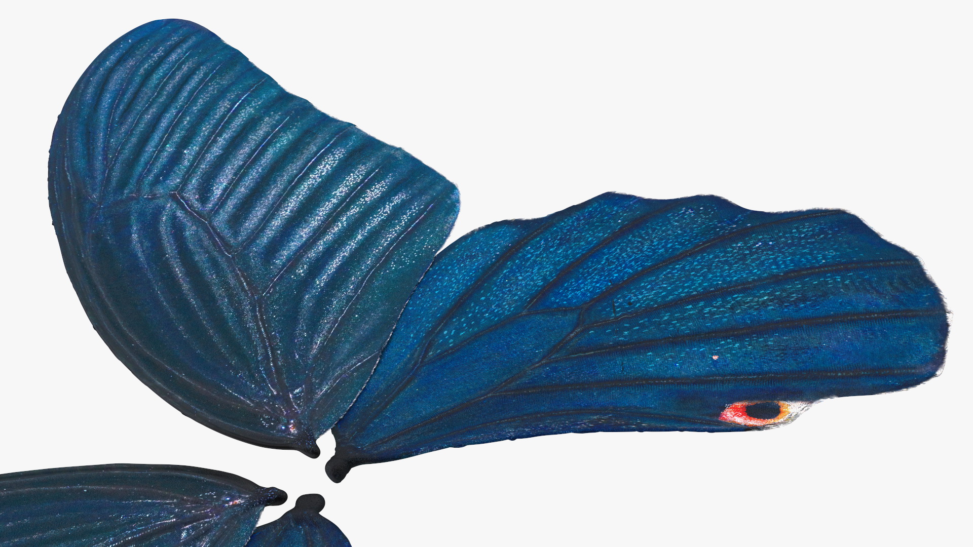 Papilio Protenor Wings Male 3D