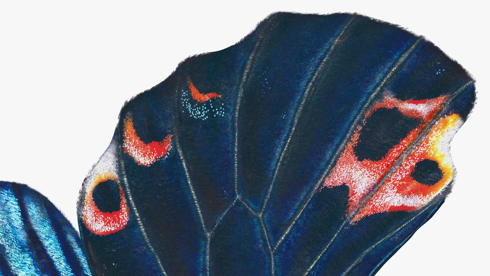 Papilio Protenor Wings Male 3D