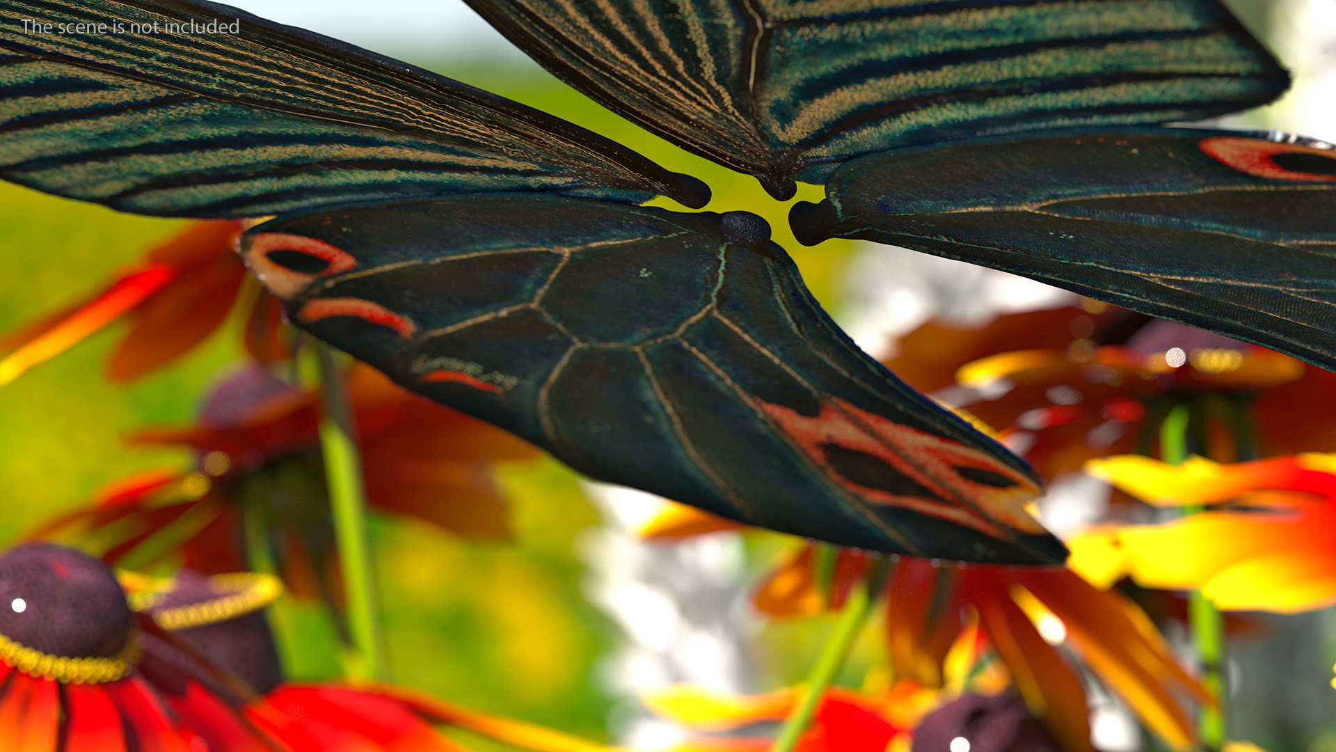 Papilio Protenor Wings Male 3D