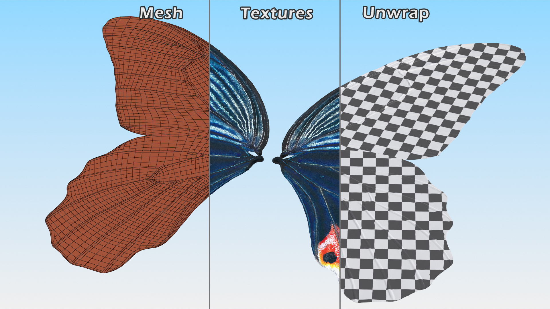 Papilio Protenor Wings Male 3D
