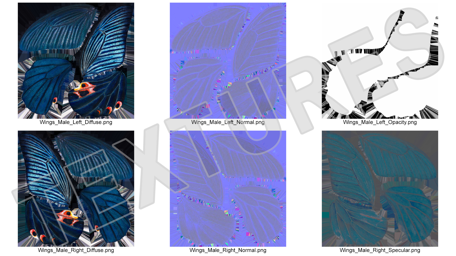 Papilio Protenor Wings Male 3D