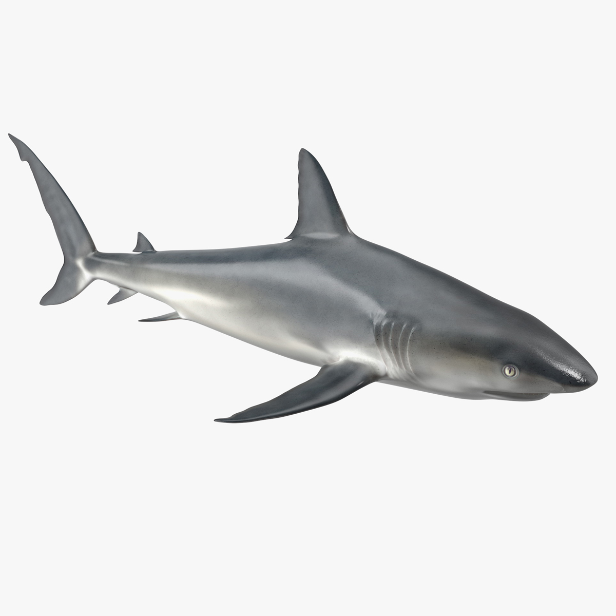3D Caribbean Reef Shark Rigged for Maya