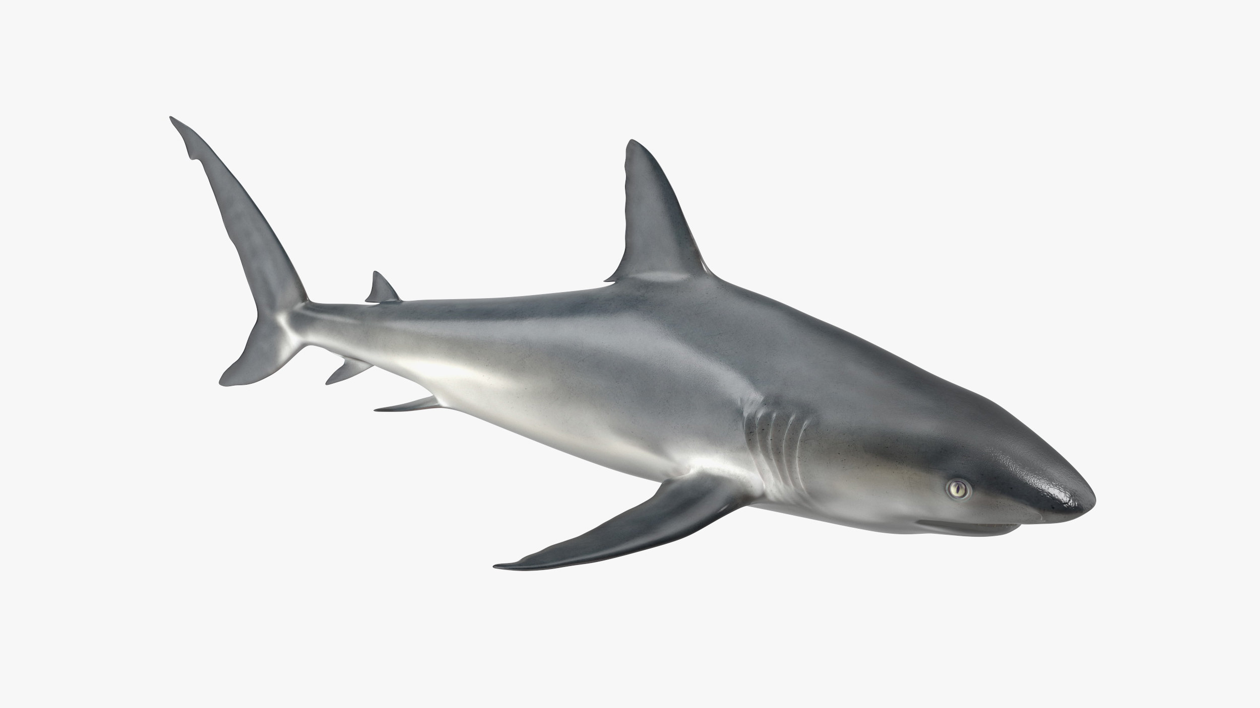 3D Caribbean Reef Shark Rigged for Maya