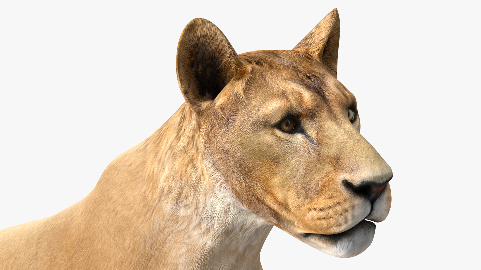 3D model Young Lion