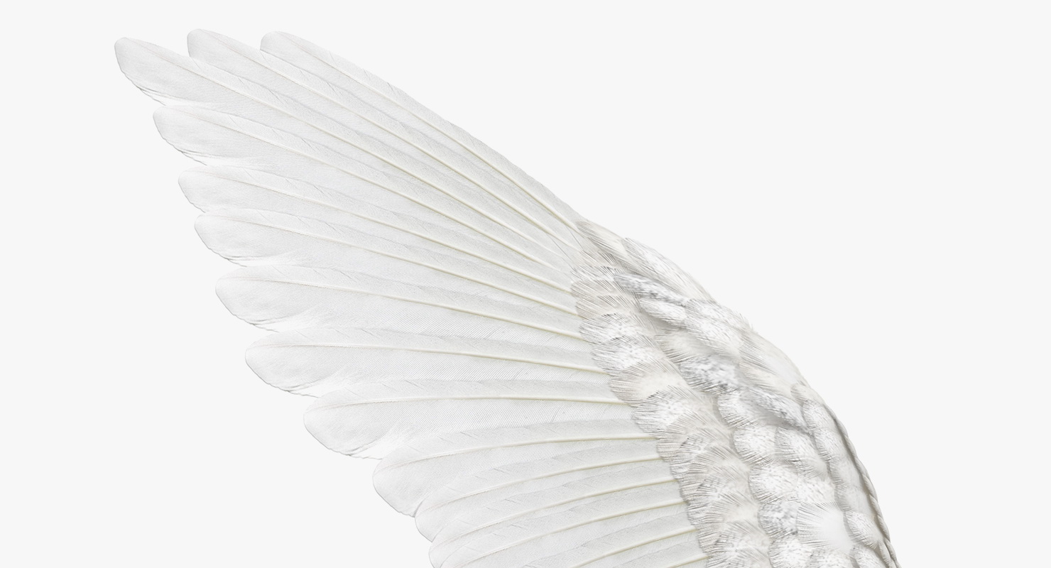 3D White Barn Owl Flying