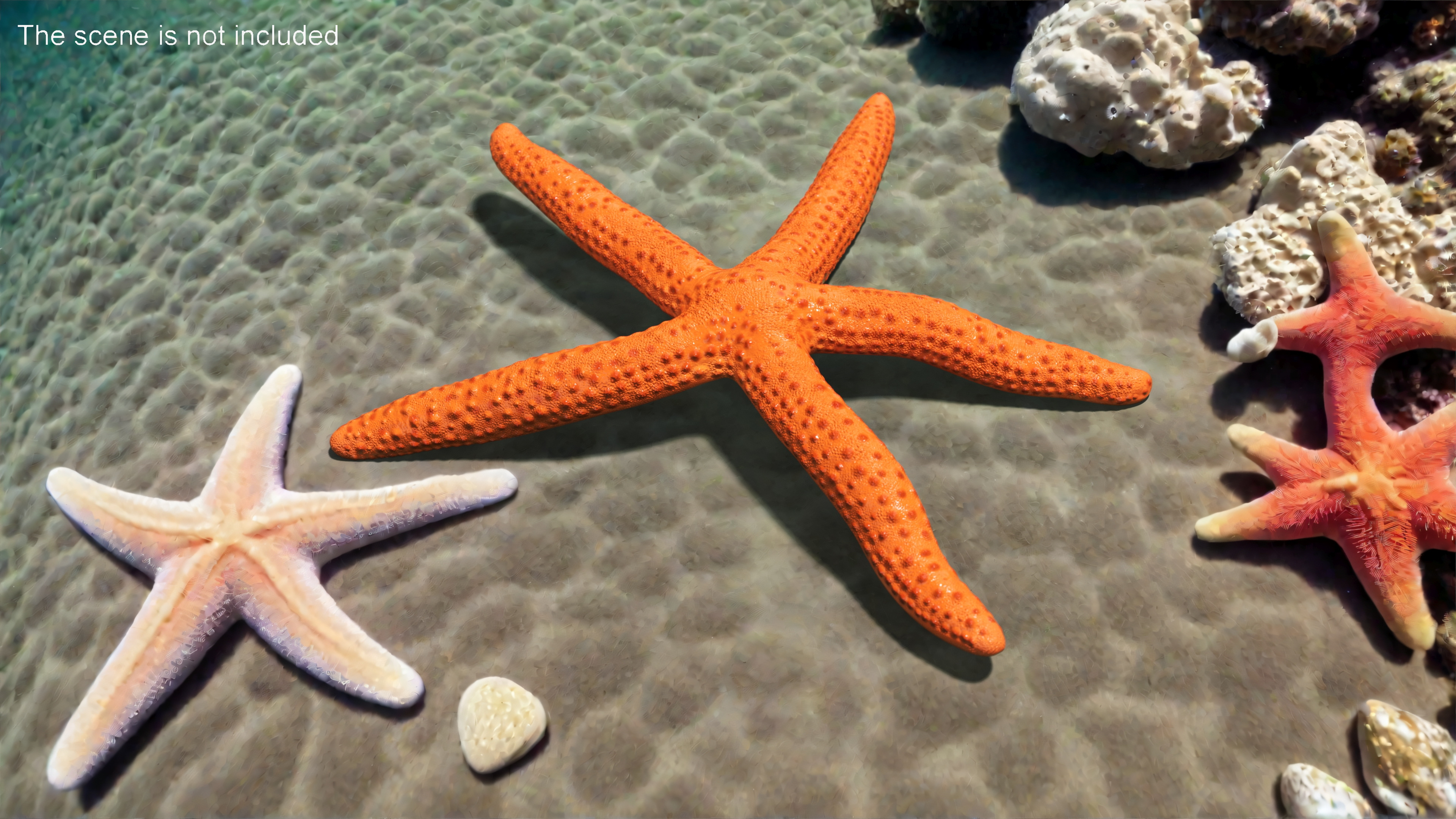 3D Red Starfish Lying Pose model