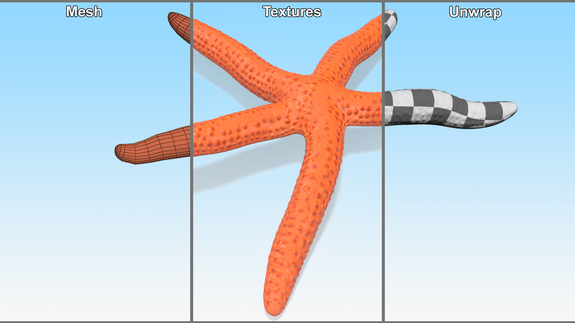 3D Red Starfish Lying Pose model