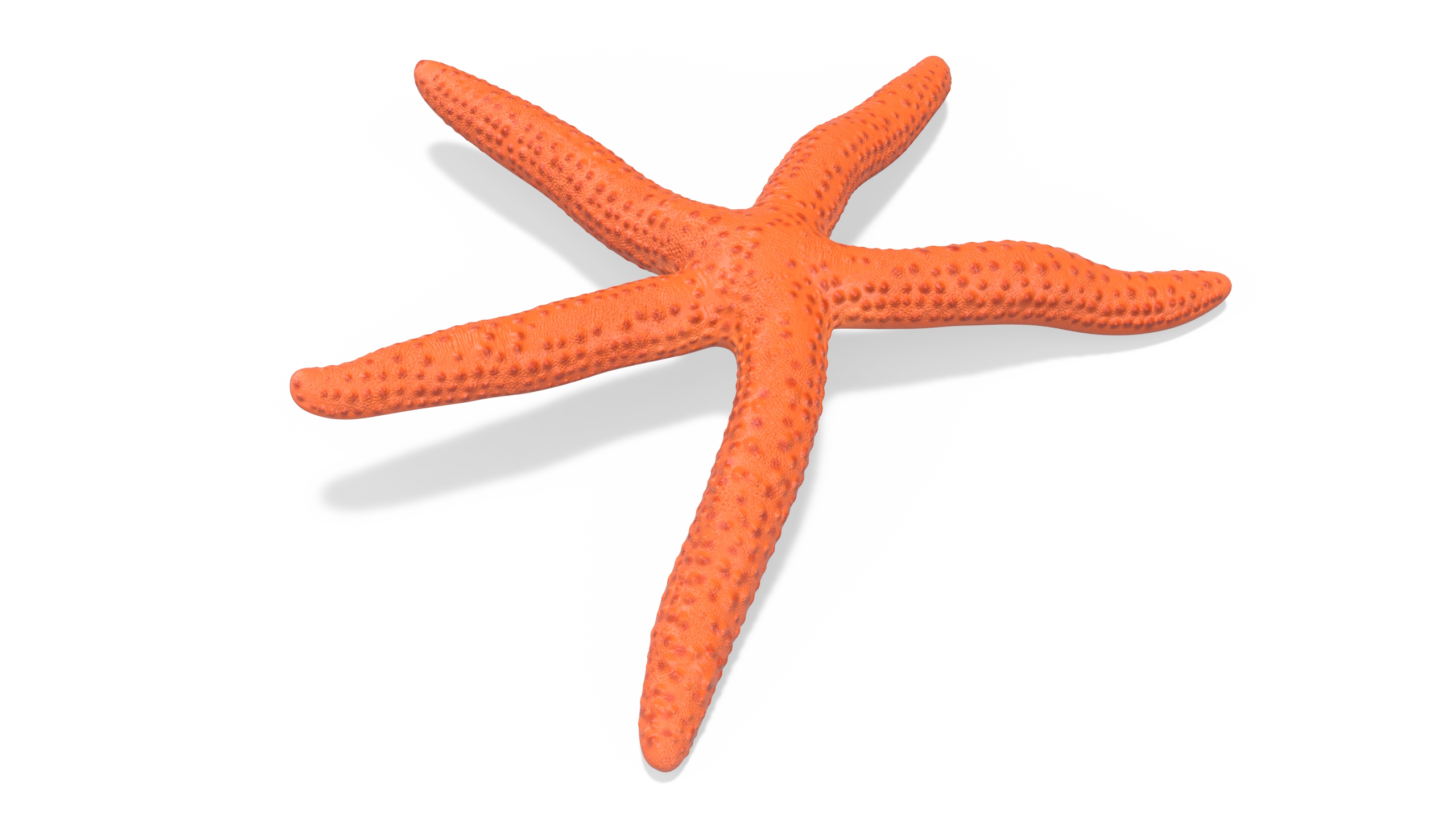 3D Red Starfish Lying Pose model
