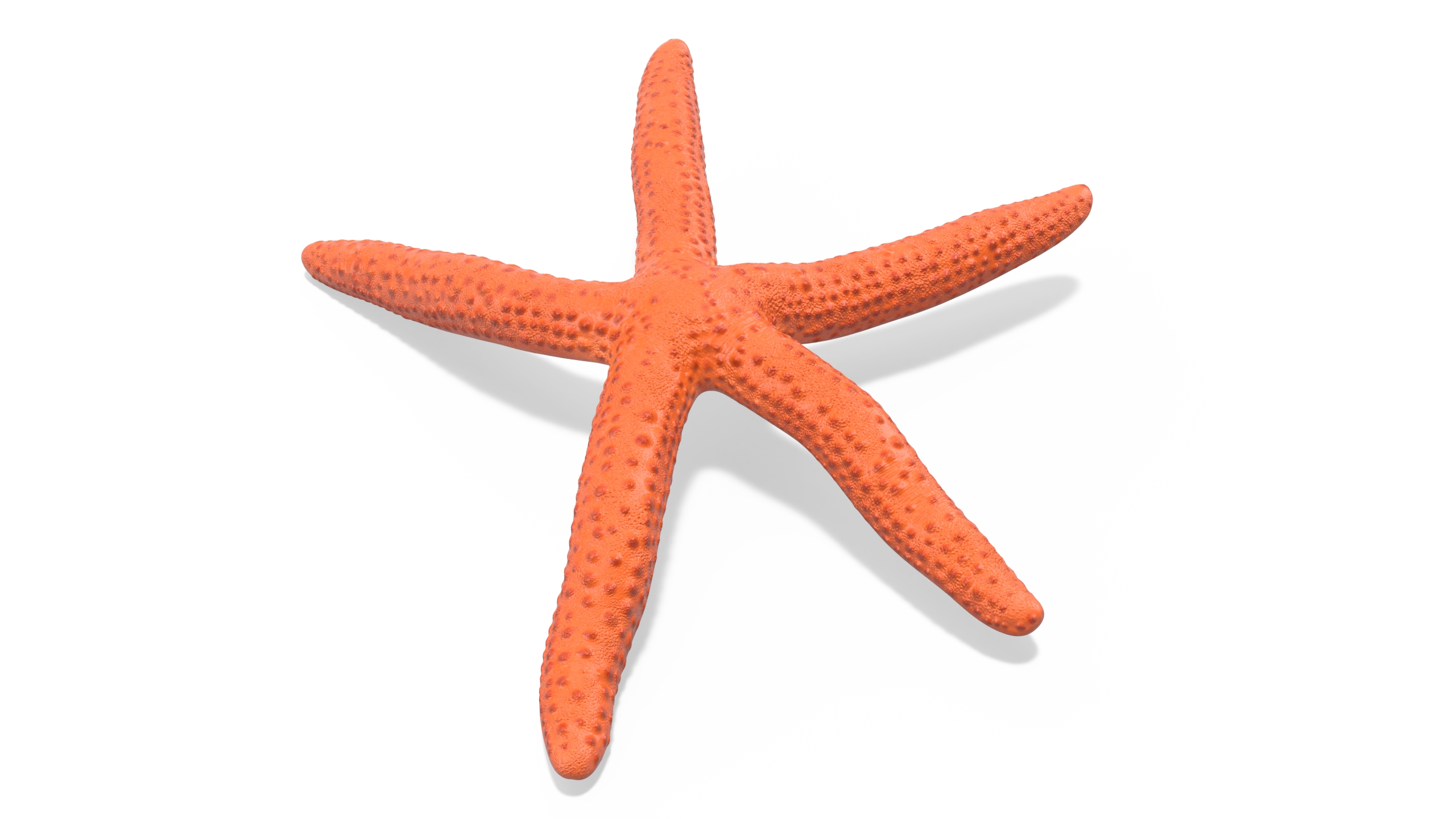 3D Red Starfish Lying Pose model