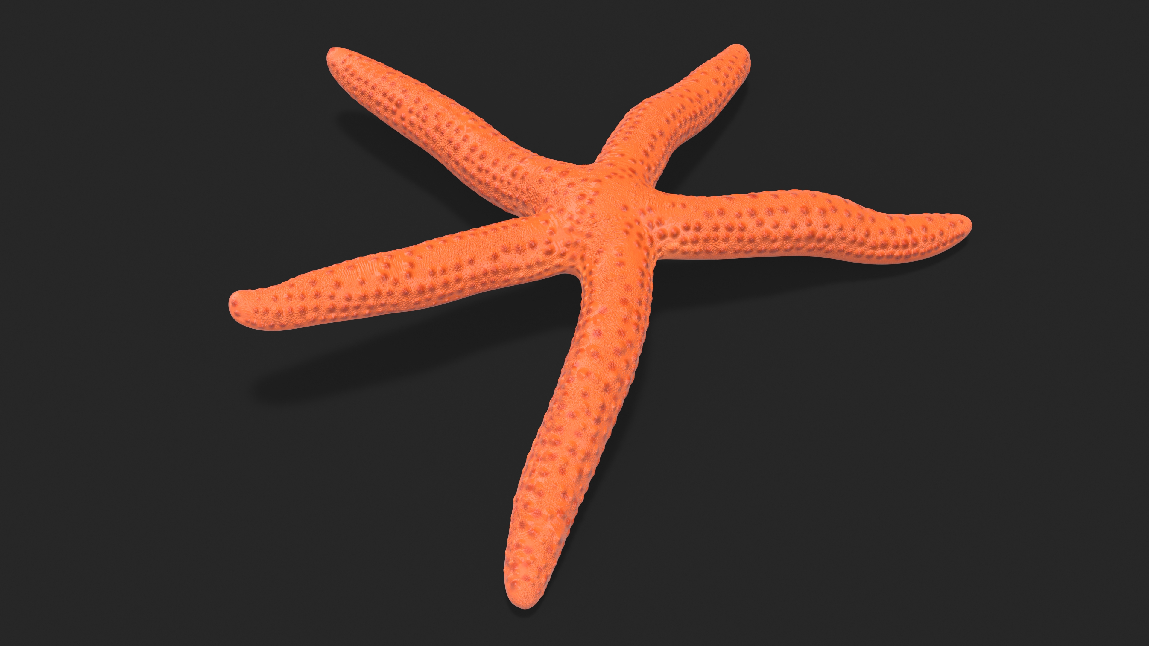 3D Red Starfish Lying Pose model