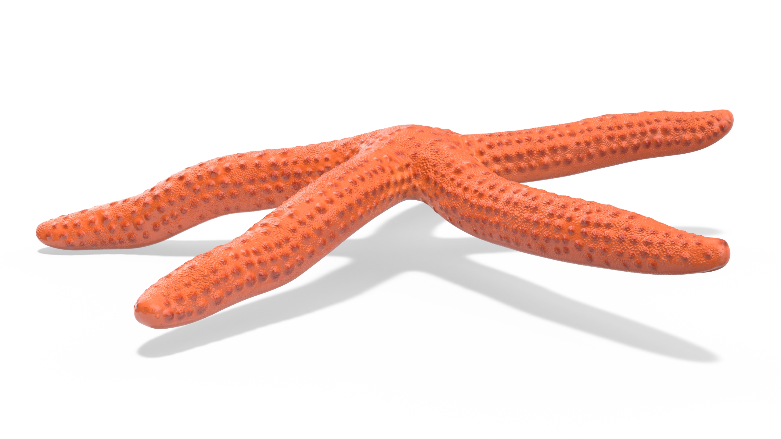 3D Red Starfish Lying Pose model
