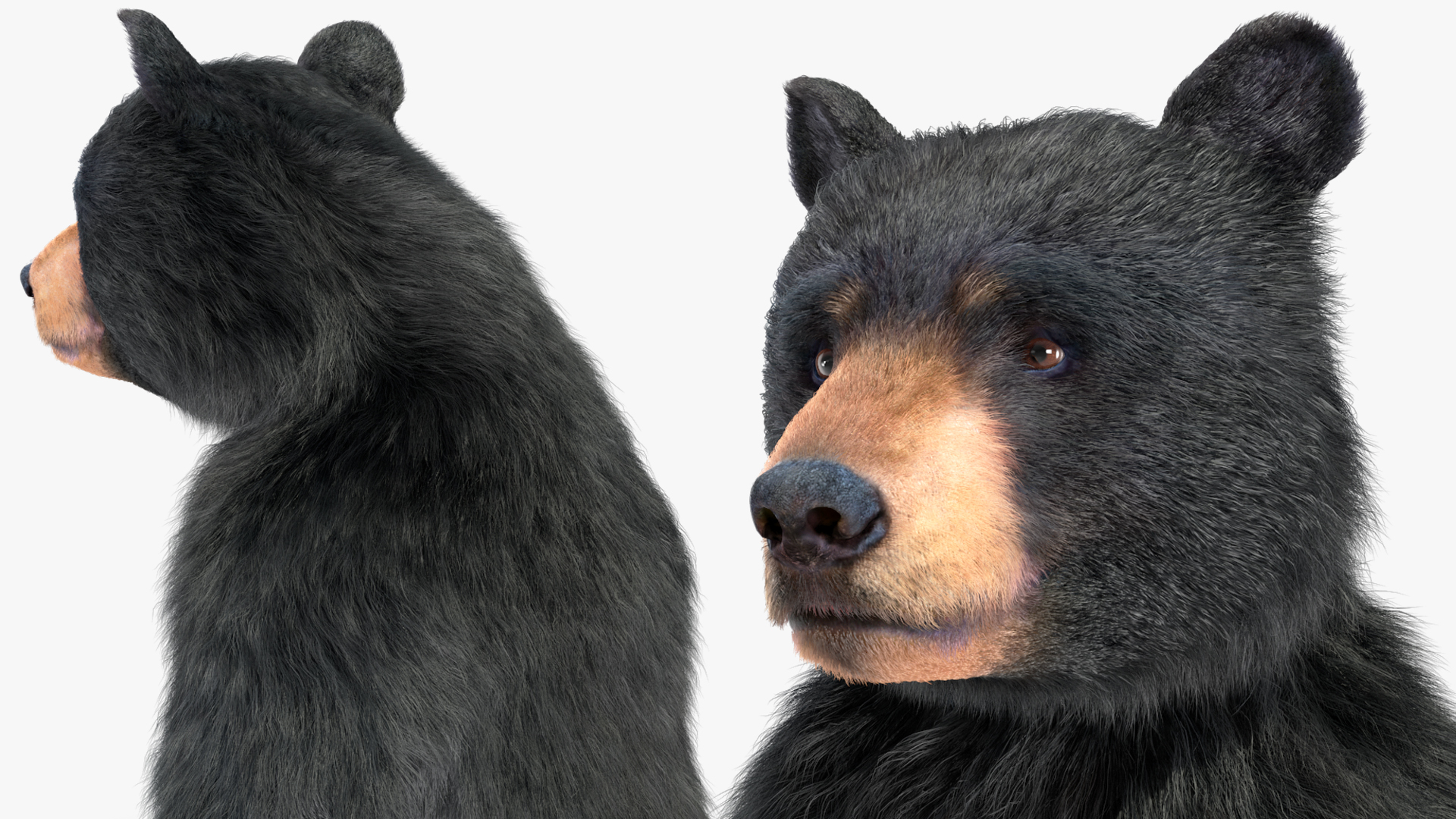 Standing Young Black Bear Fur 3D model