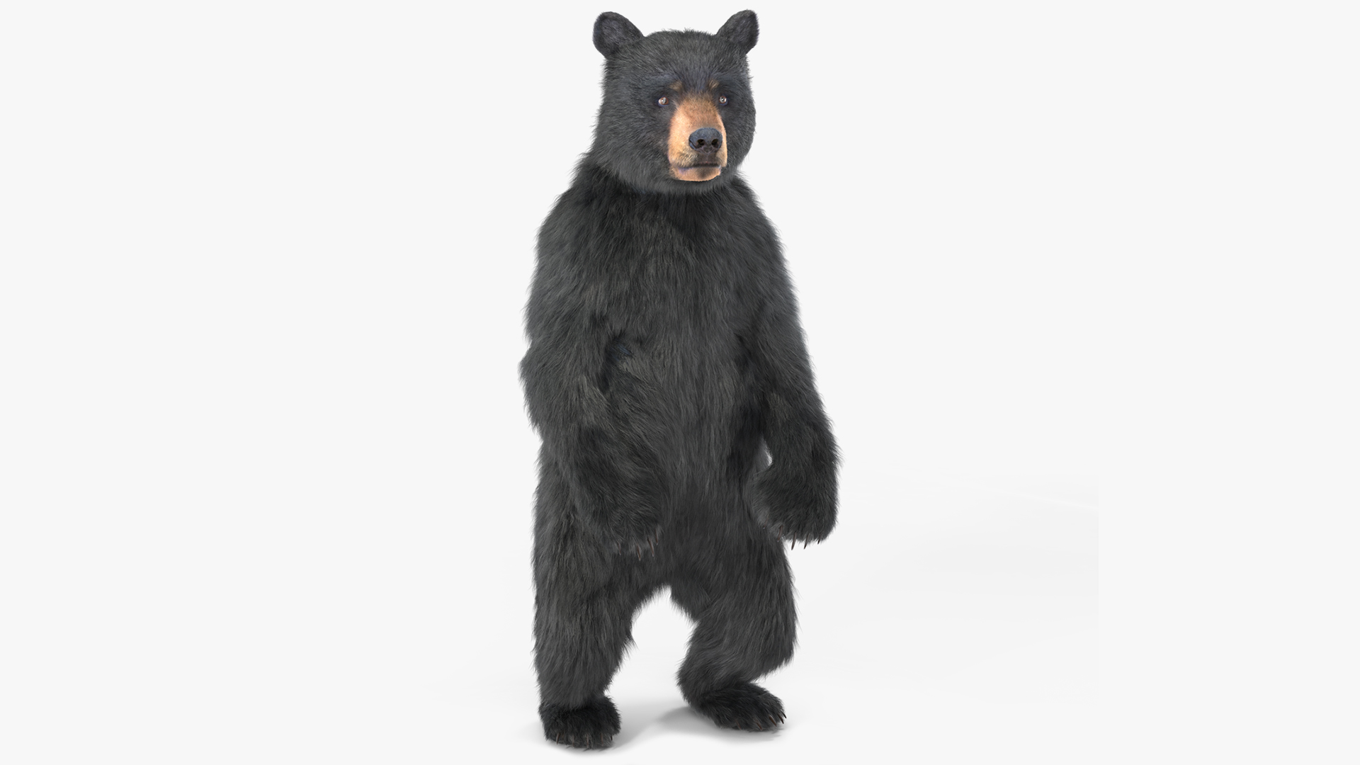 Standing Young Black Bear Fur 3D model